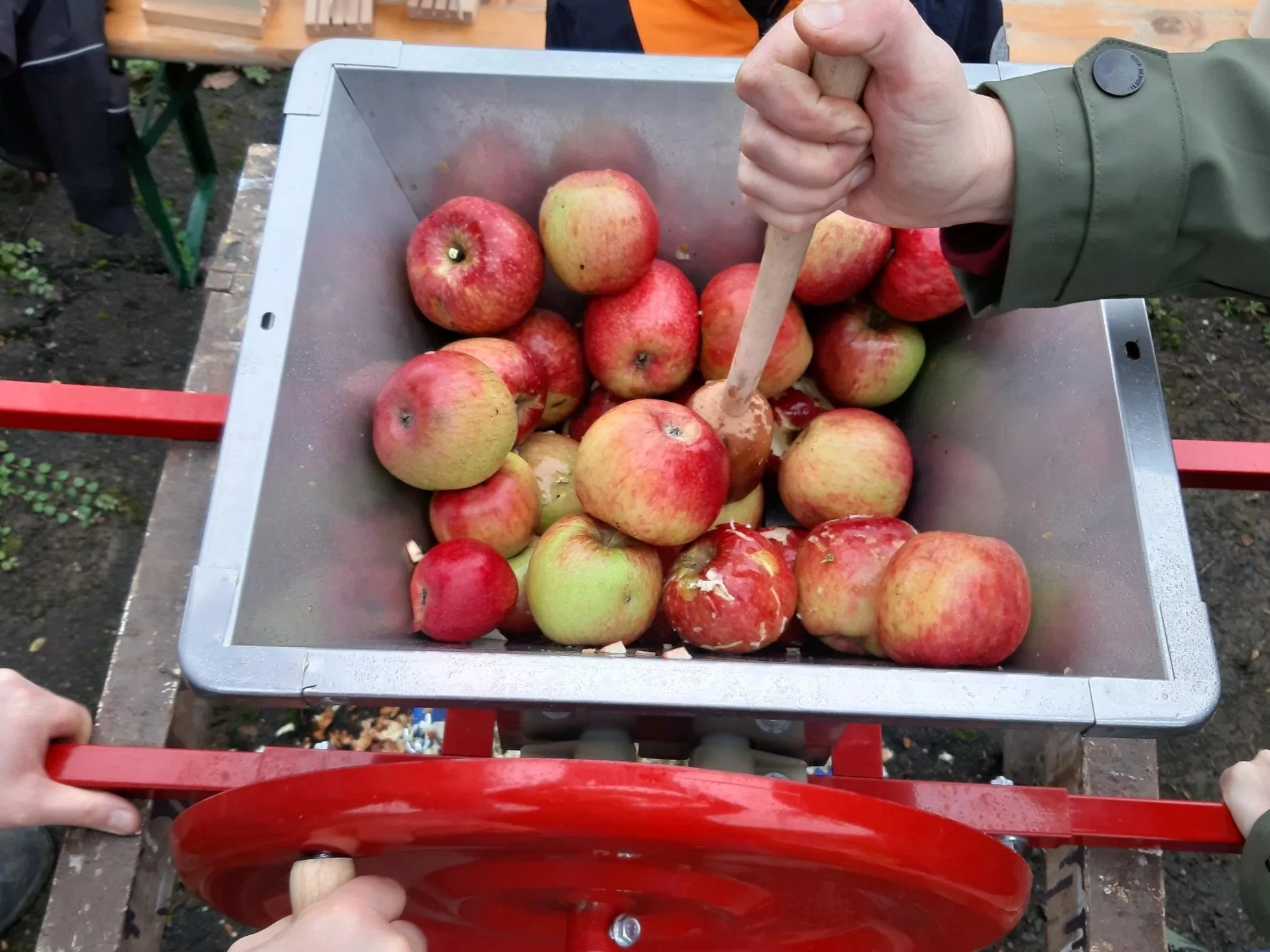 Menschen drücken Äpfel mit einem Holzstampfer in einer Metallbox. Es sind viele Äpfel, die zum Pressen vorbereitet werden.