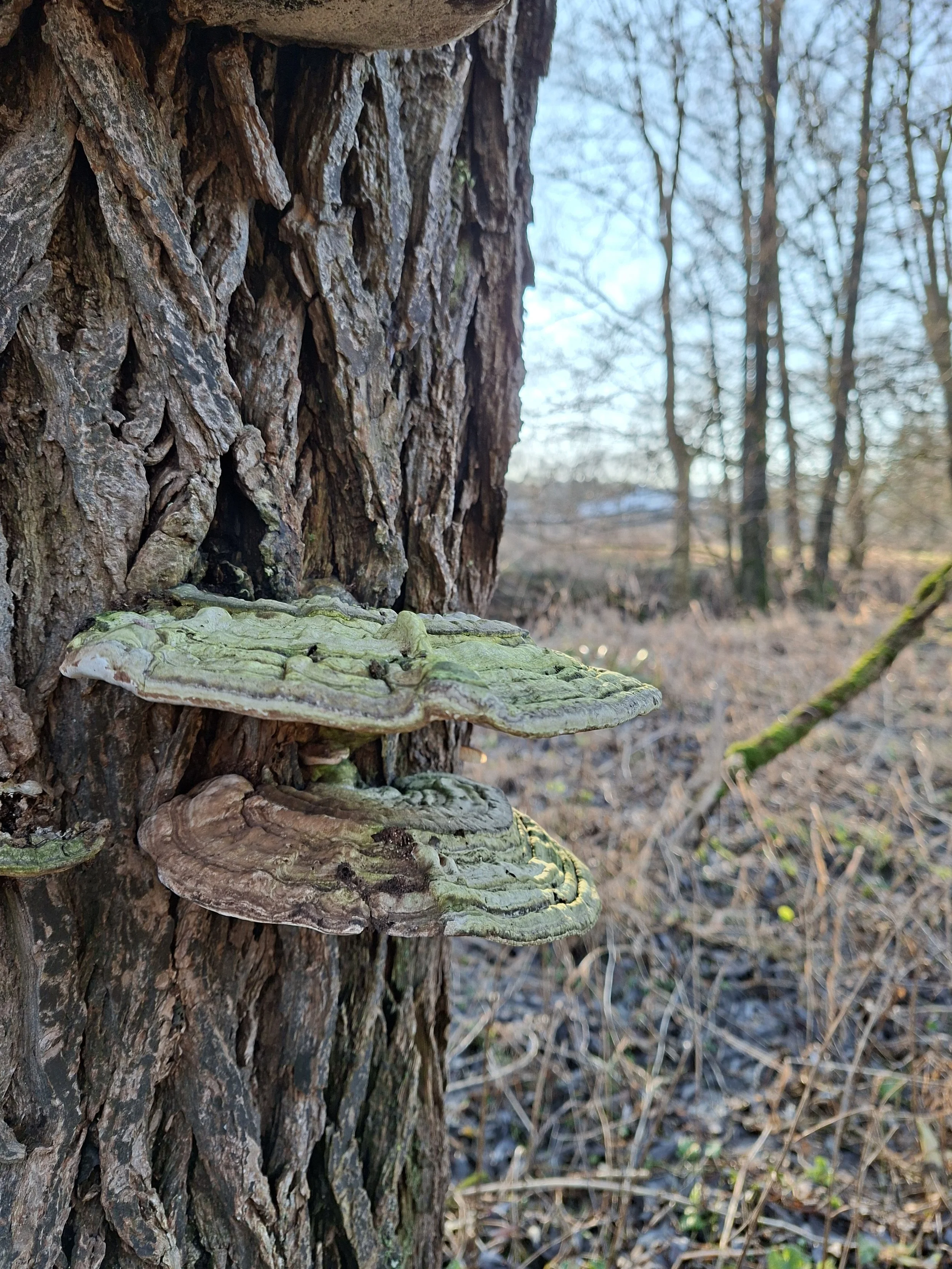 Auf einer Baumrinde wachsen grüne und braune Pilze in einer Waldlandschaft mit blauen Himmel im Hintergrund.