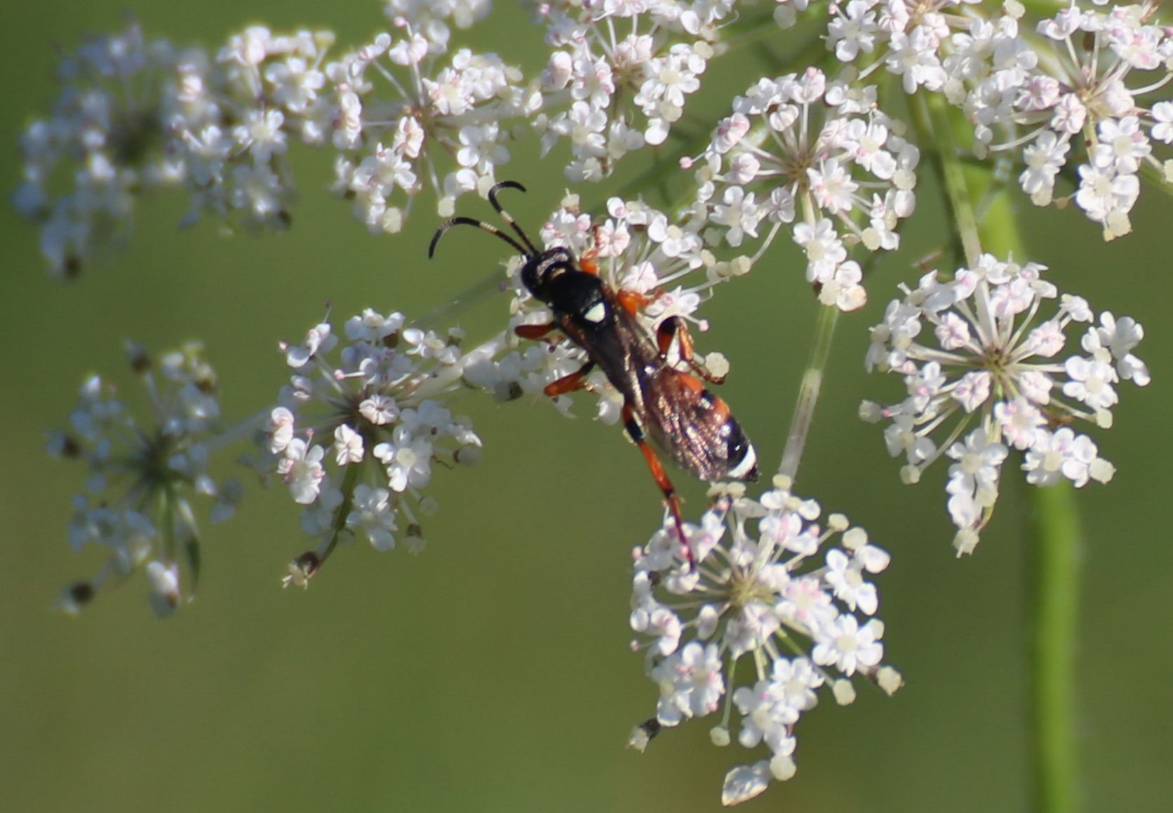 Eine Biene, die auf weißen Blütendolden sitzt, mit grünem unscharfem Hintergrund