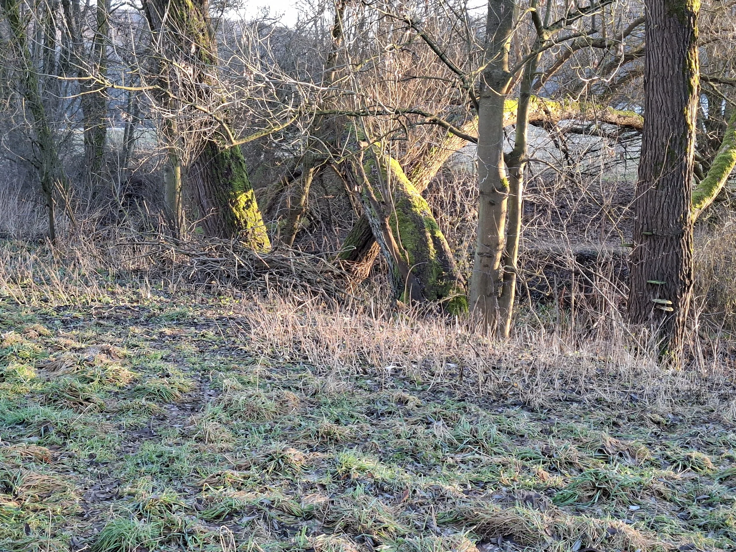 Ein Wald im Winter mit Bäumen, Moos auf den Stämmen und vertrocknetem Gras am Boden, bei Sonnenlicht