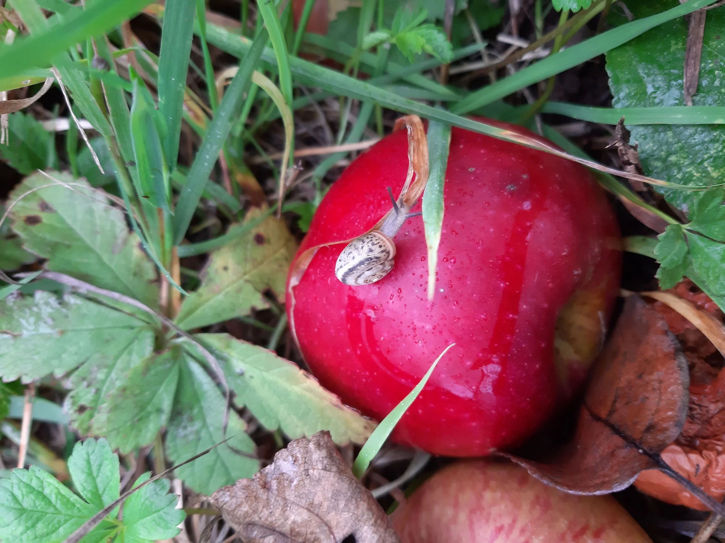 Eine rote Apfel liegt auf dem Boden im Gras, umgeben von Blättern, auf denen sich eine Schnecke befindet.