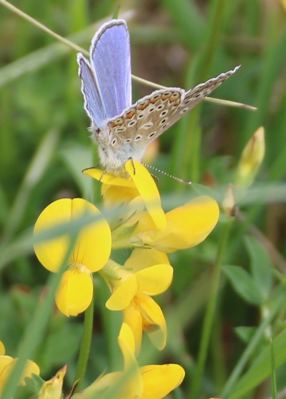 Ein Schmetterling mit blauen Flügeln sitzt auf gelben Blumen in einer grünen Wiese.