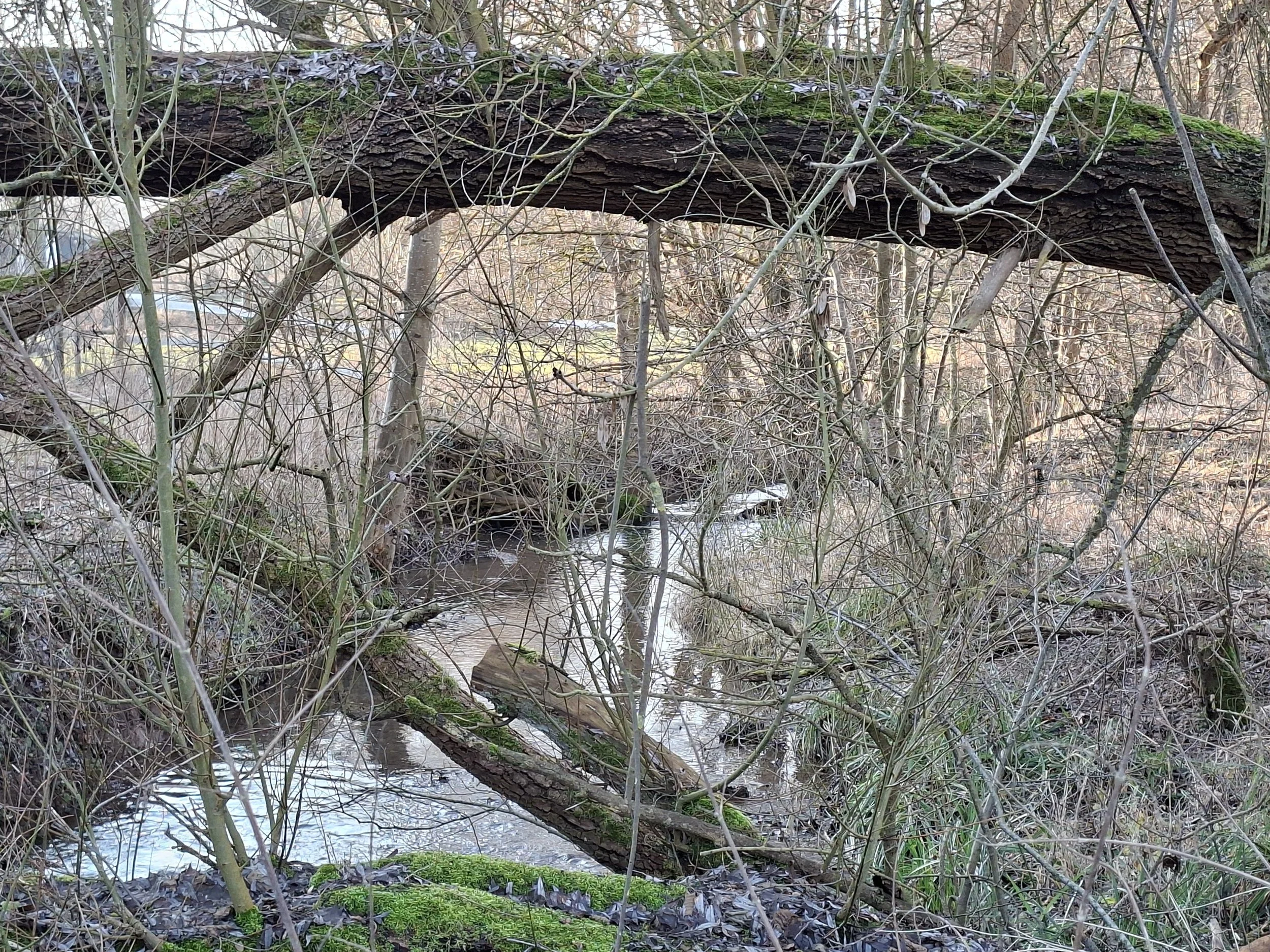 Ein kleiner Fluss im Wald mit umgestürzten Bäumen und dichtem Unterholz.