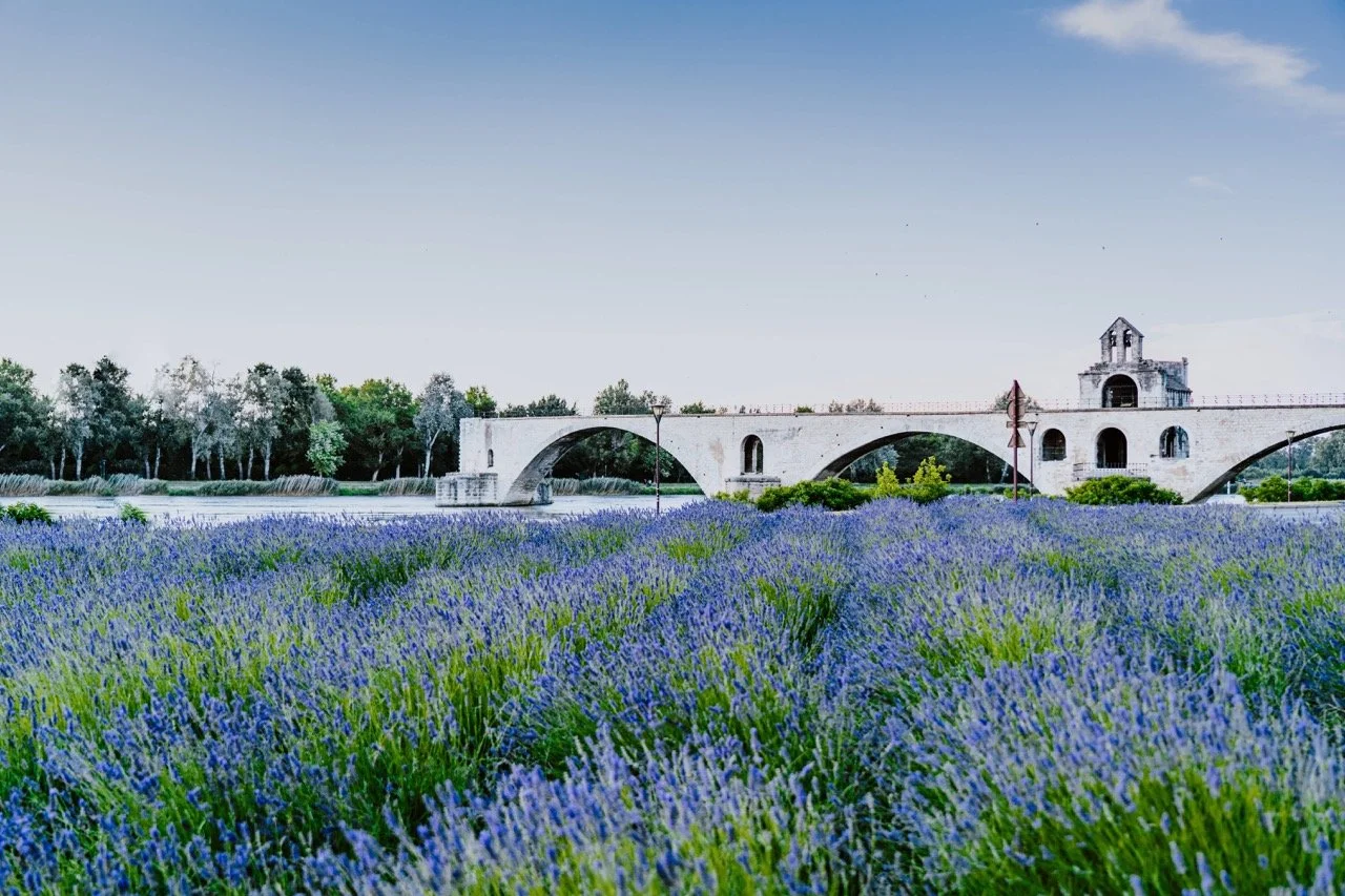 Monument historique d’Avignon : le Pont Saint-Bénézet sur un champ de lavande, symbolisant le charme et la beauté de la région provençale.