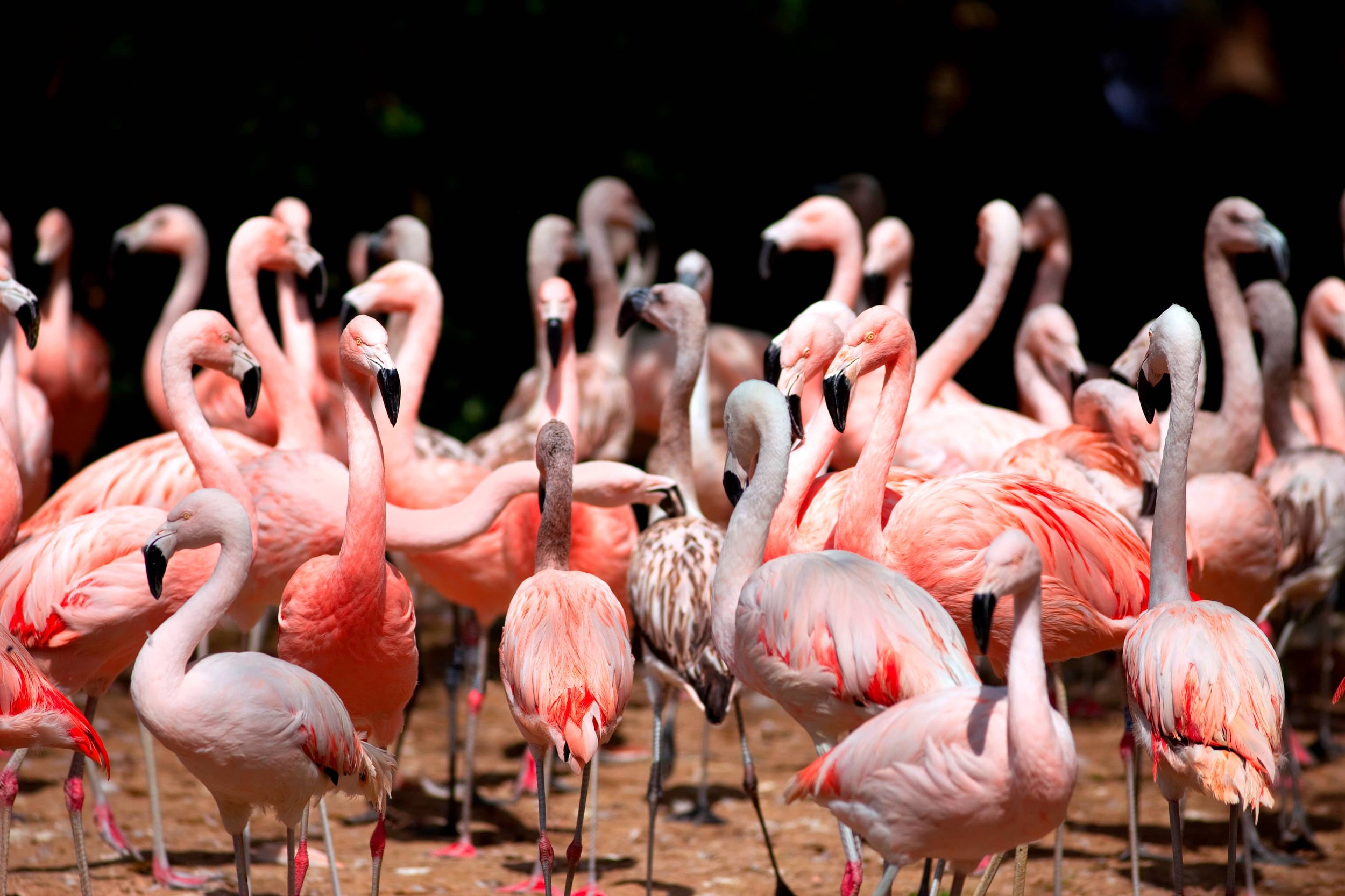 multitude de flamants roses et blancs en Camargue.