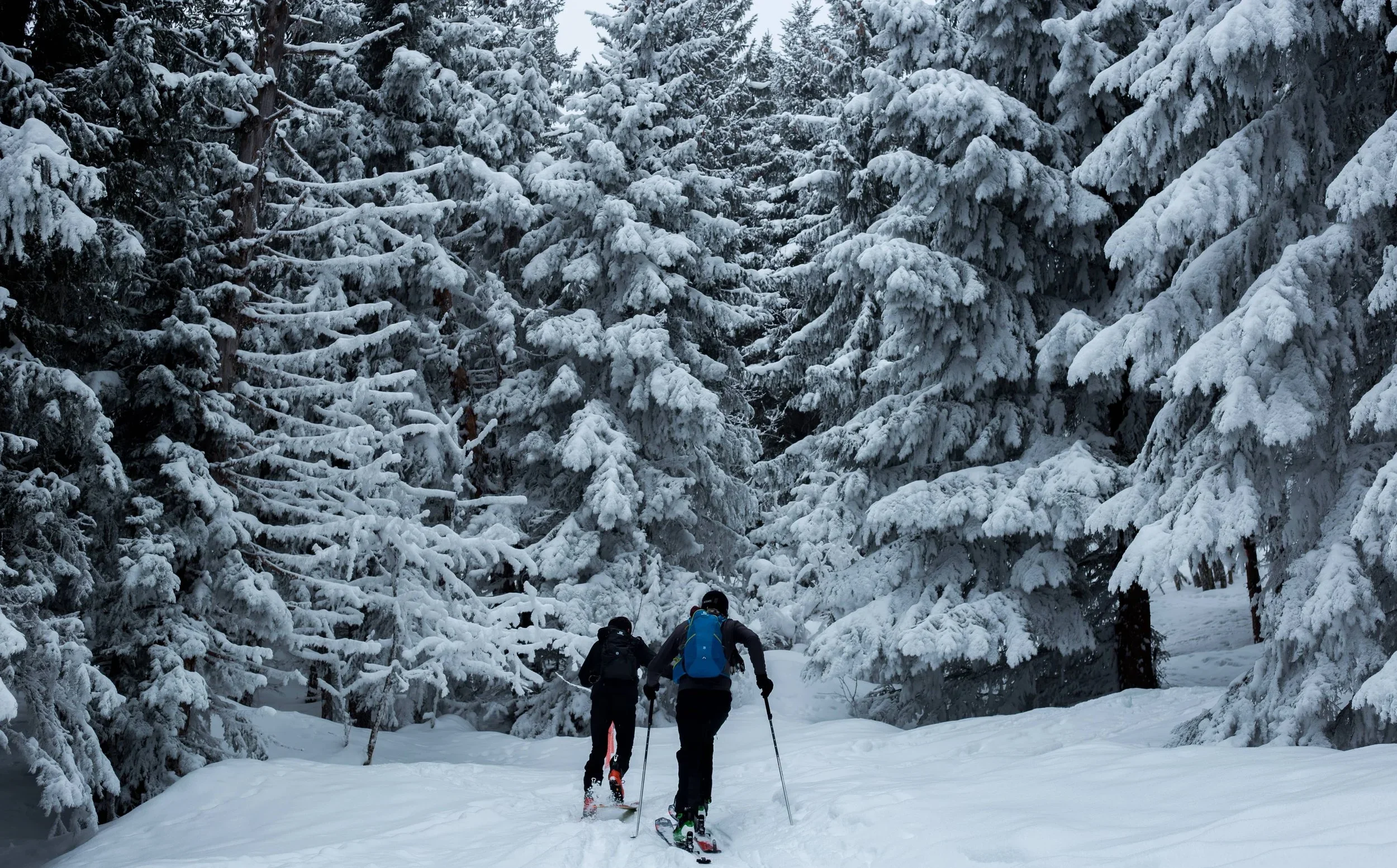 Deux participants à un séminaire d’Aylo Montagne à La Clusaz faisant du ski de randonnée dans une épaisse pinède enneigée, dans une ambiance aventureuse.