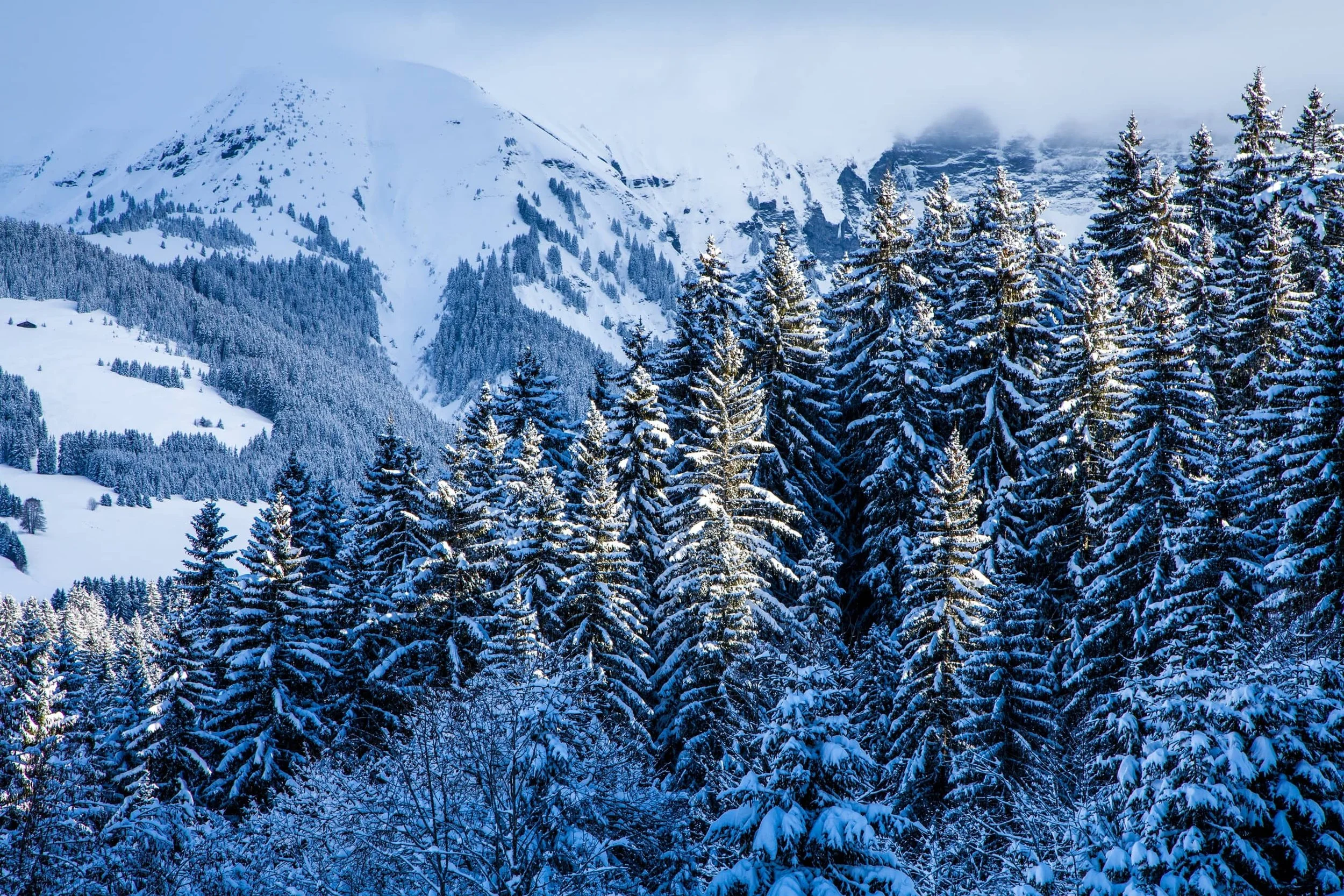 Forêt dense d'épicéas couverts de neige à Megève, avec les sommets des montagnes en arrière-plan. Un paysage alpin spectaculaire pour l'inspiration de votre séminaire Aylo Montagne.
