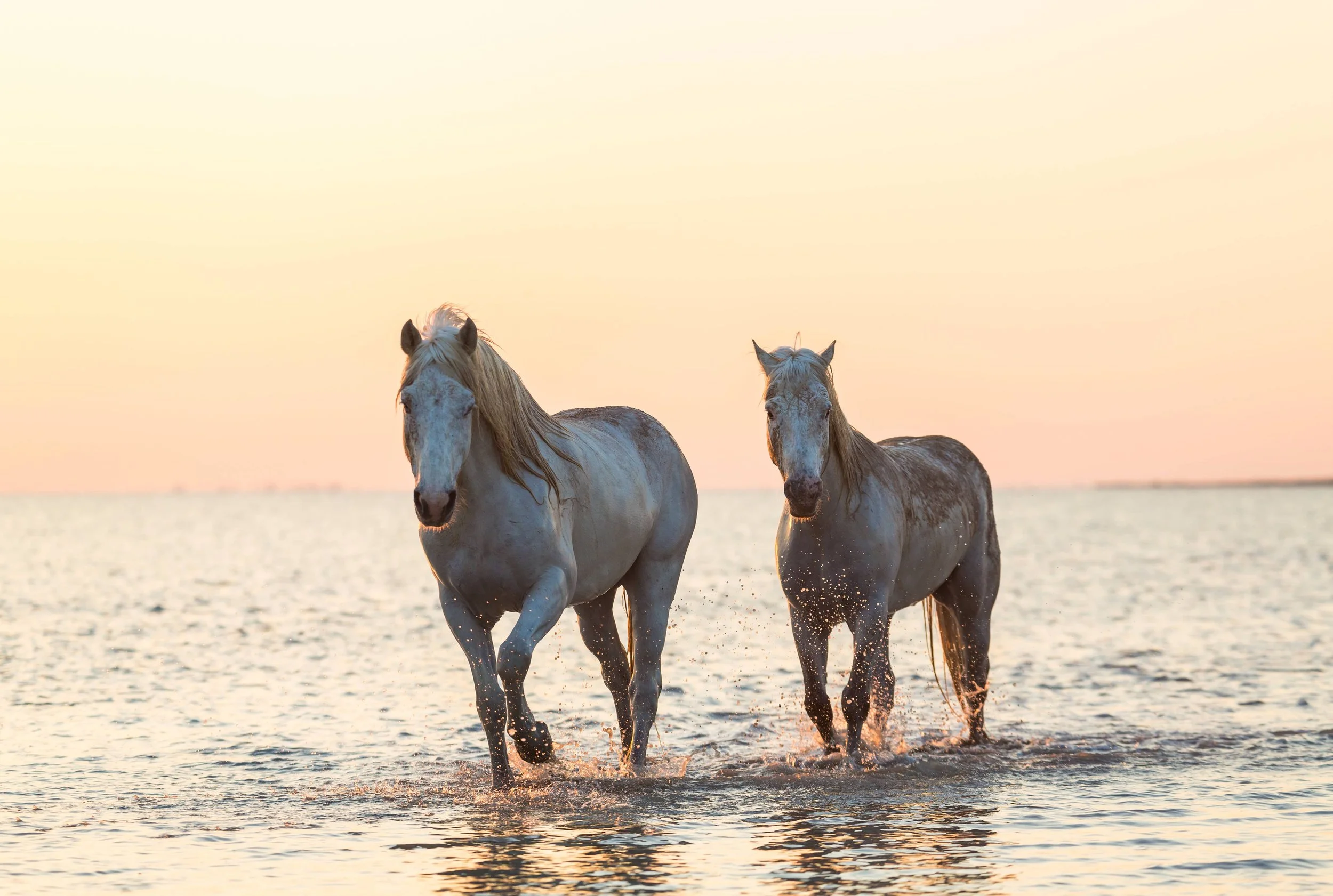 Camargue