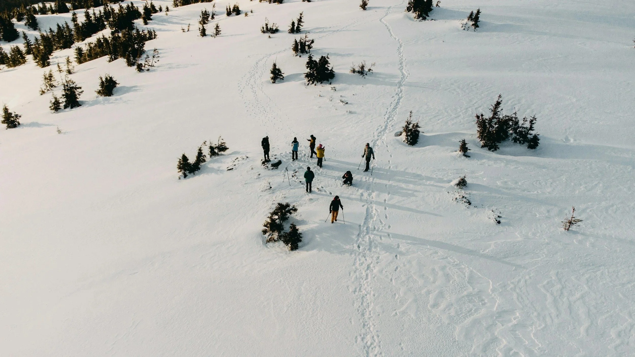 Groupe de personnes faisant de la randonnée en raquettes dans la neige, avec des arbres dispersés autour dans un paysage enneigé.