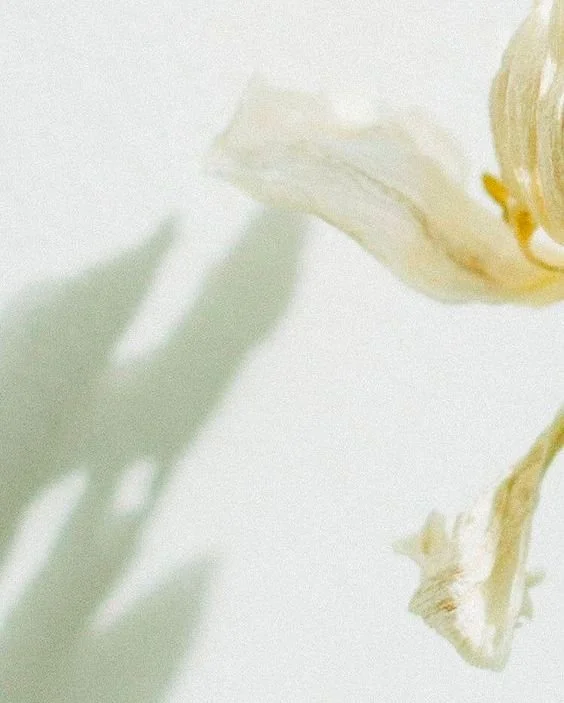 Close-up of a white flower with a shadow cast on a white background.
