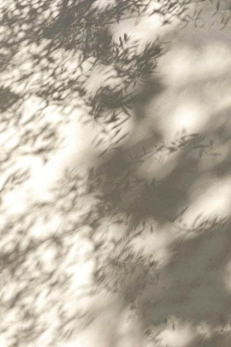 Shadows of plant leaves cast on a white surface.