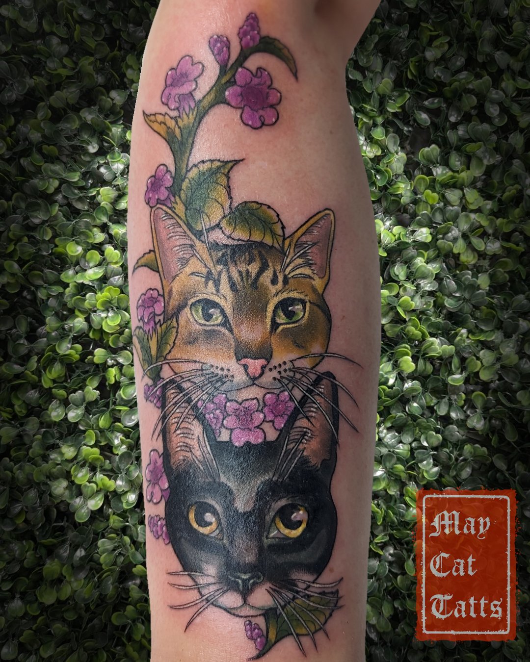 Cat portraits: Full day 6.5 hrs