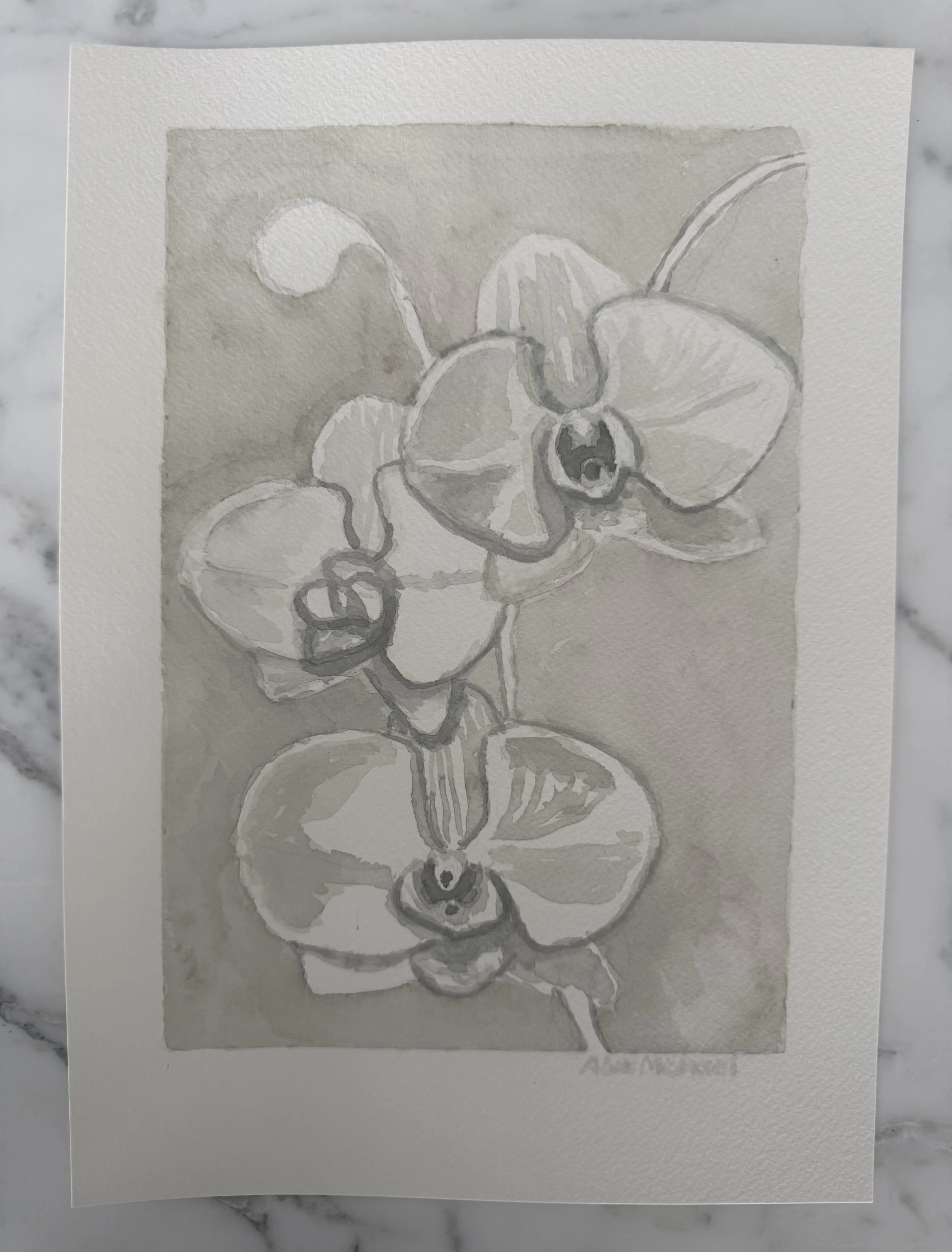 Orchid in Soft Light