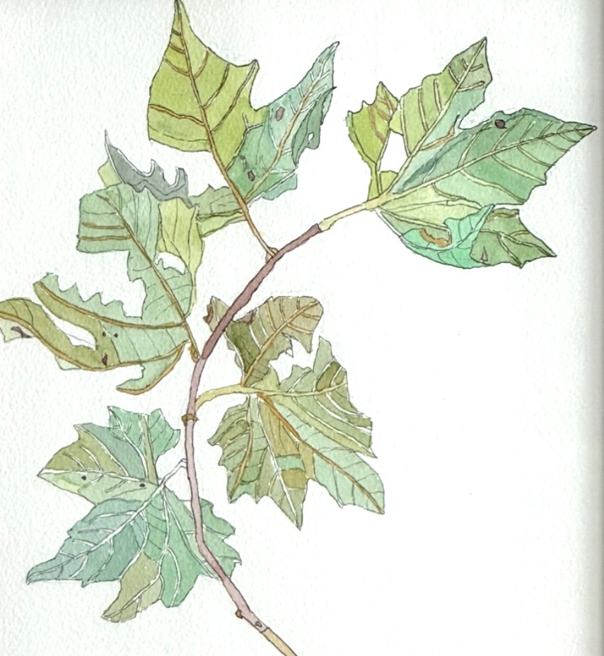 Screenshot 2026-02-25 at 12.06.54 pm.png