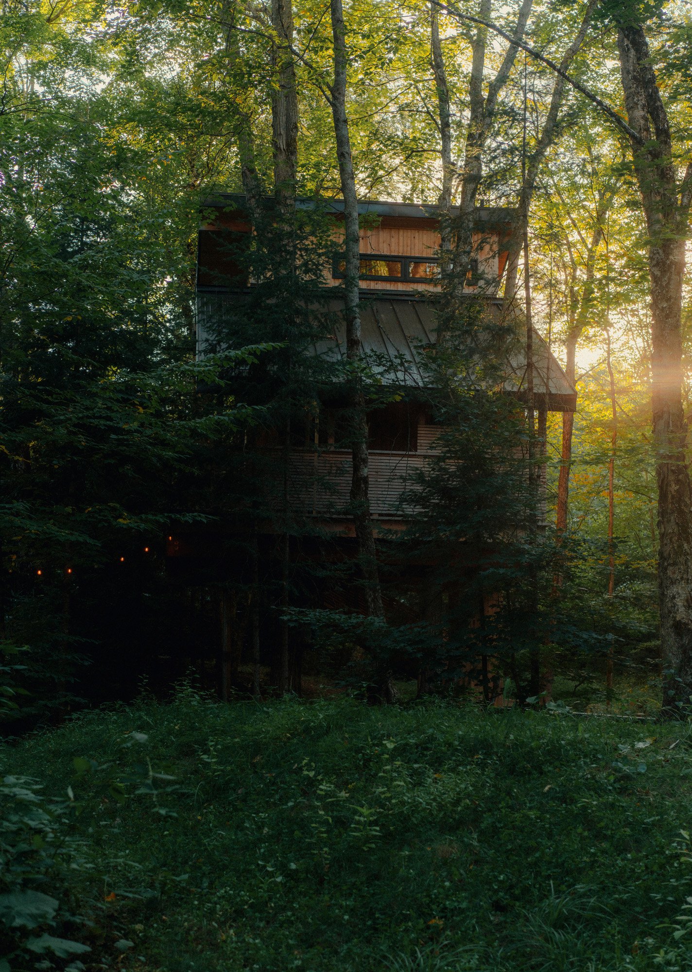 A treehouse nestled among tall trees in a dense forest with sunlight filtering through the leaves.