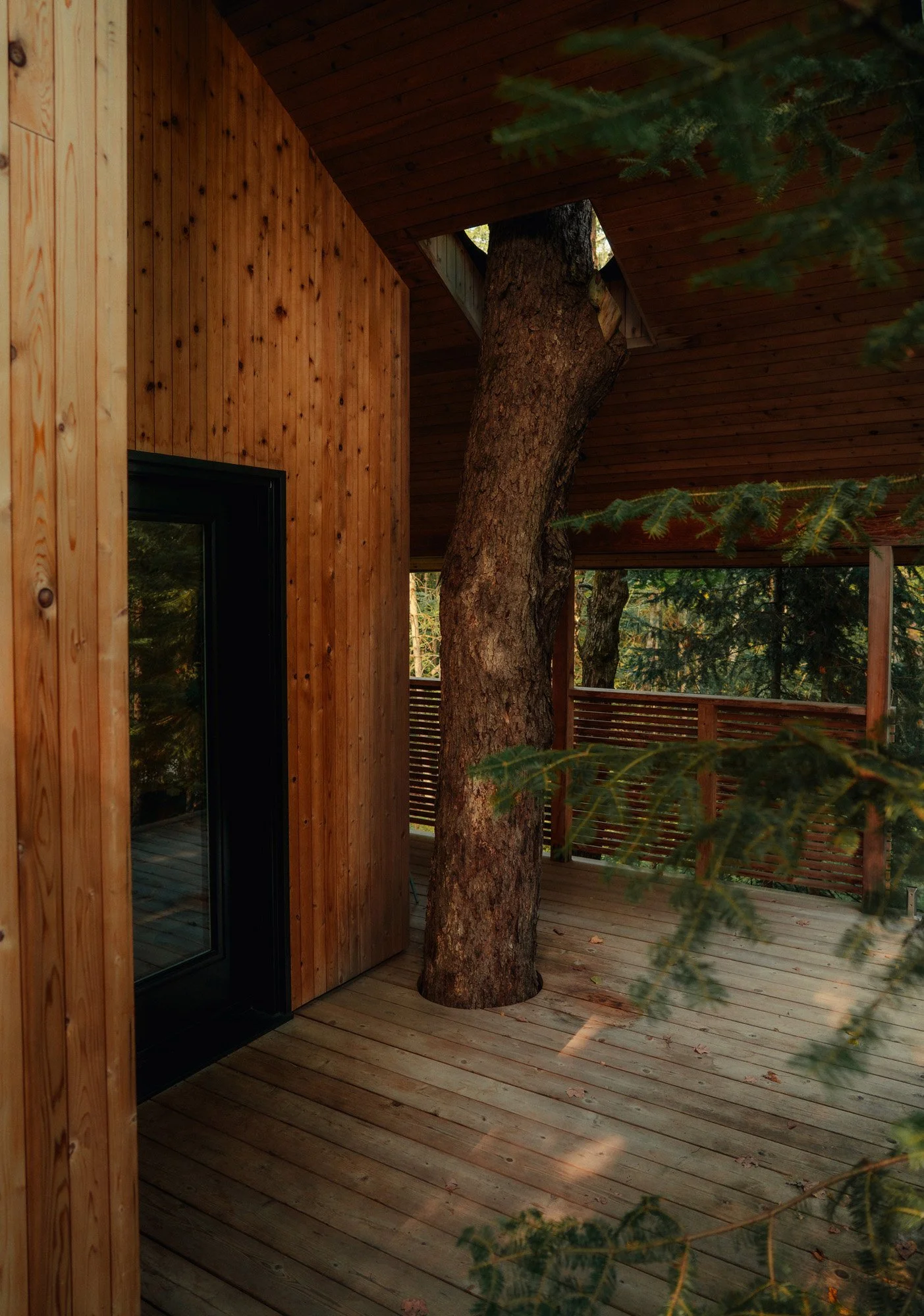 A wooden deck with a large tree growing through it, attached to a modern wooden house surrounded by trees.