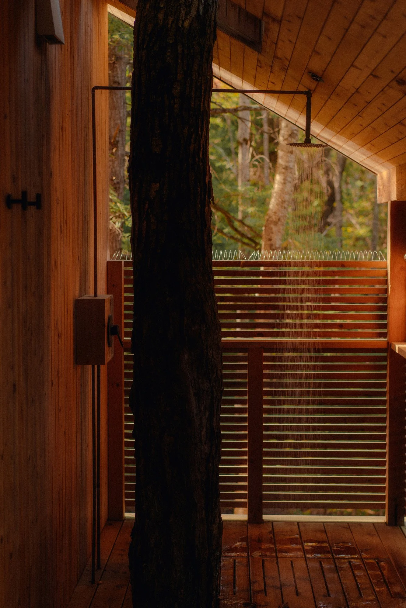 An outdoor shower with a tree growing through it, surrounded by wooden walls and slatted privacy screens, in a forest setting.