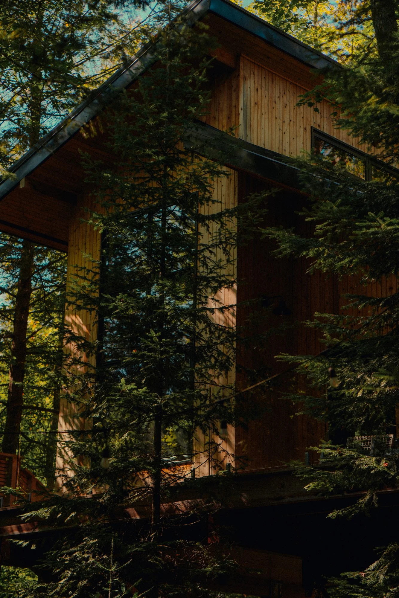 Wooden house partially obscured by evergreen trees, with large windows and a sloped roof, in a forested area.
