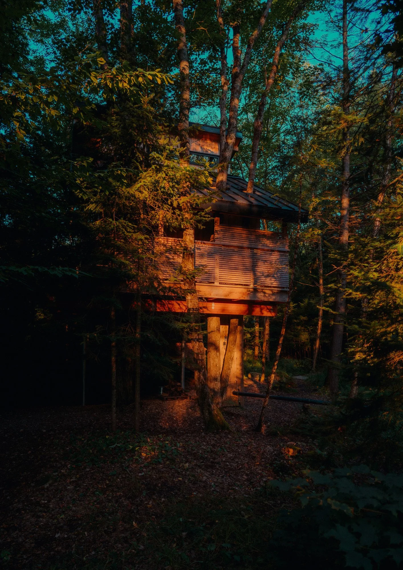A treehouse built among tall trees in a forest during dusk, illuminated by warm sunlight.
