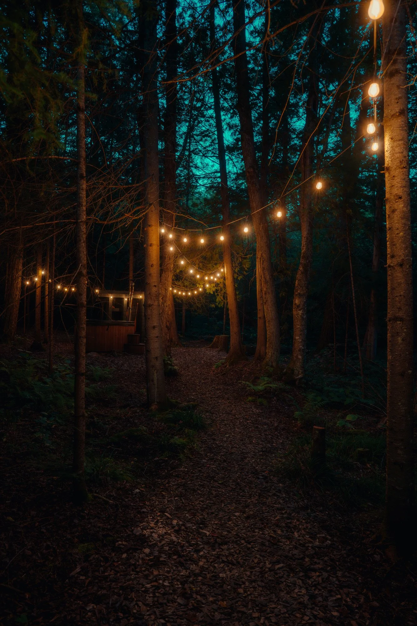 String of hanging string lights illuminating a forest path at night.