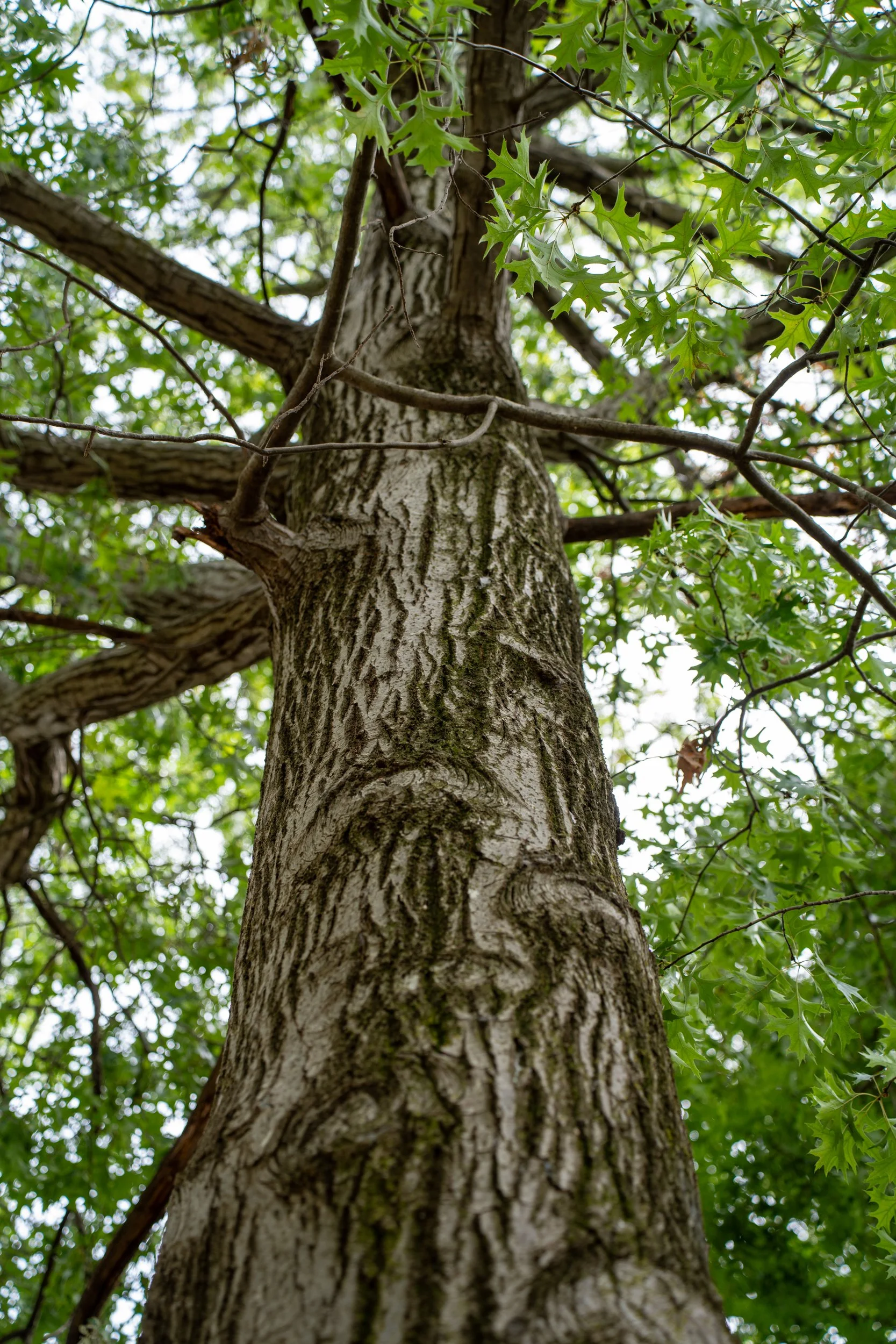 Looking up at a tall tree trunk with textured bark and green leaves from the surrounding branches.