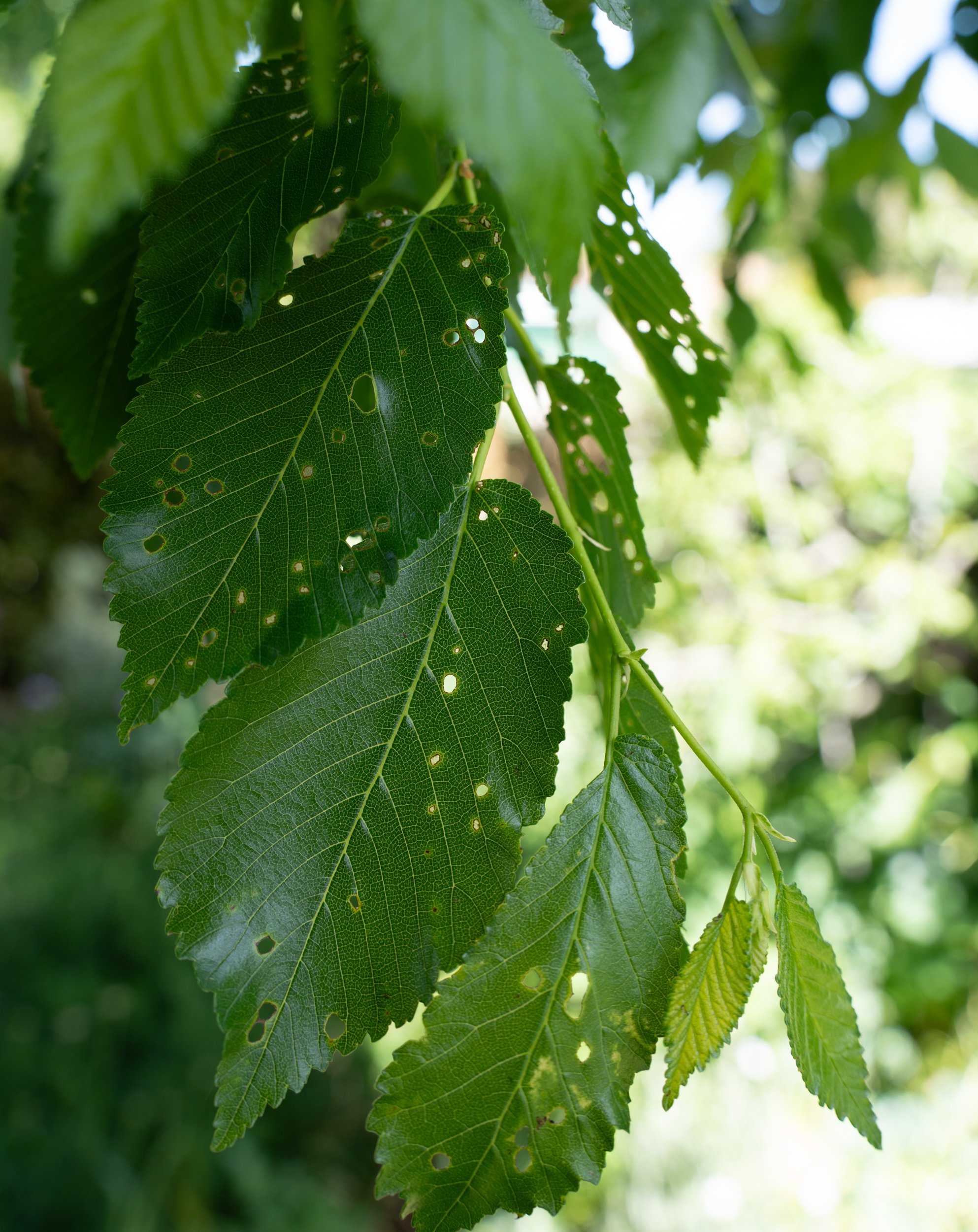 Close-up of green leaves with holes, hanging from a tree, illuminated by sunlight, with a blurred background of greenery.