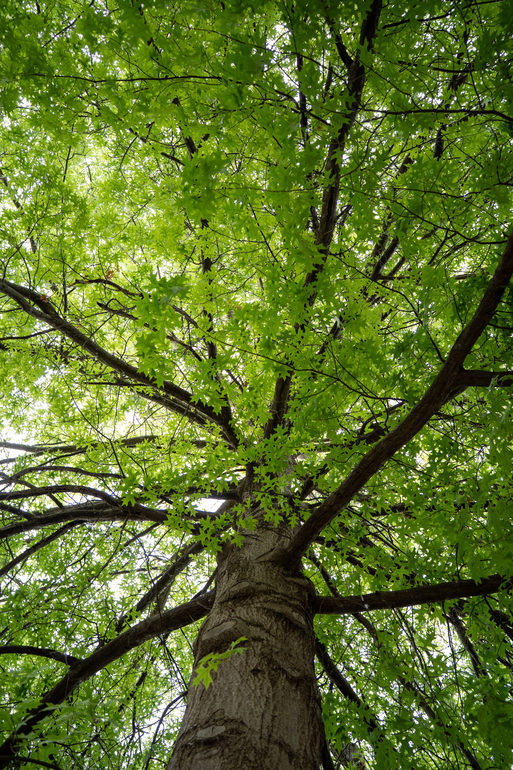 View of a tall tree trunk and green leaves from below, with sunlight filtering through.