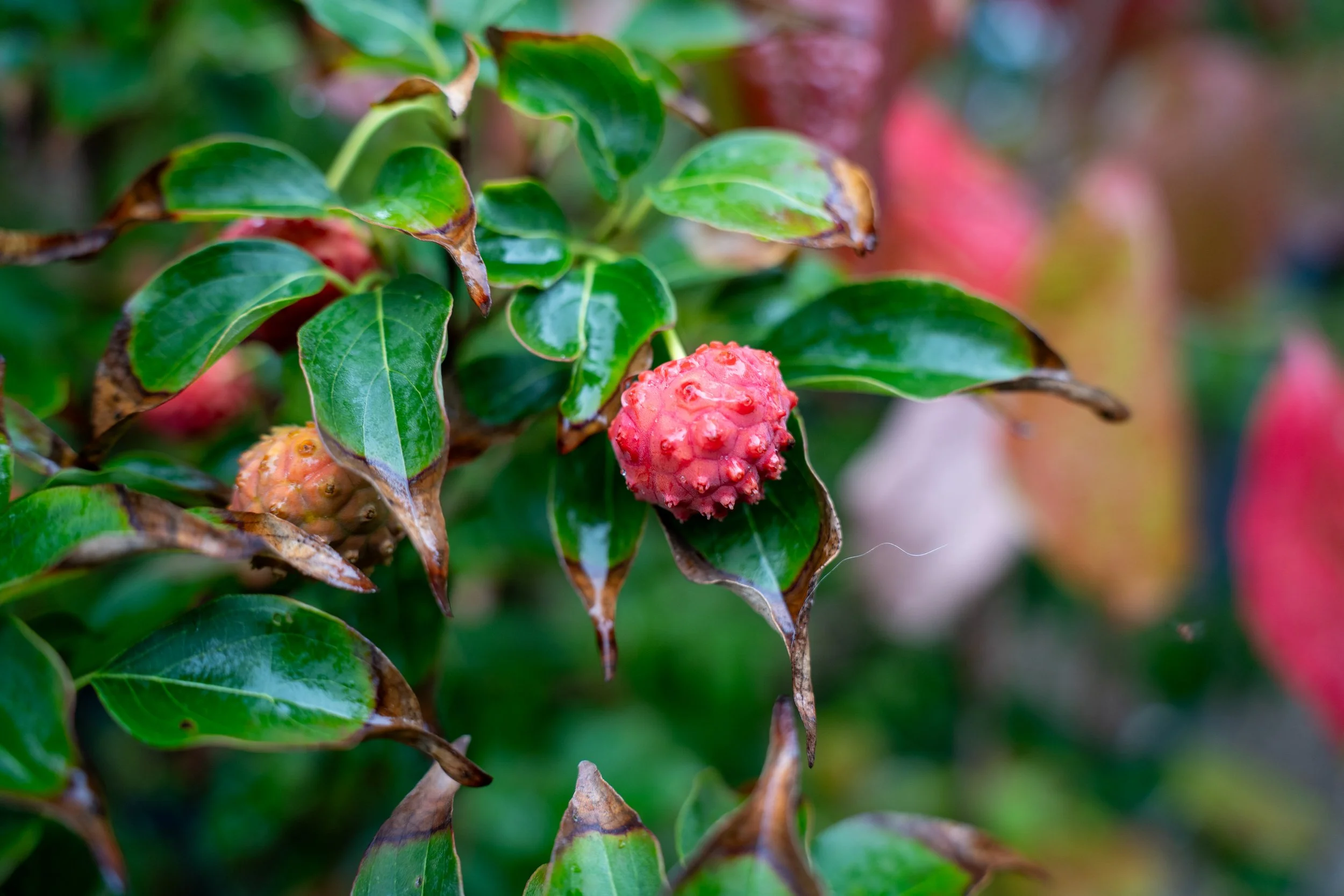 Close-up of green leaves with a pink, spiky fruit among the foliage.