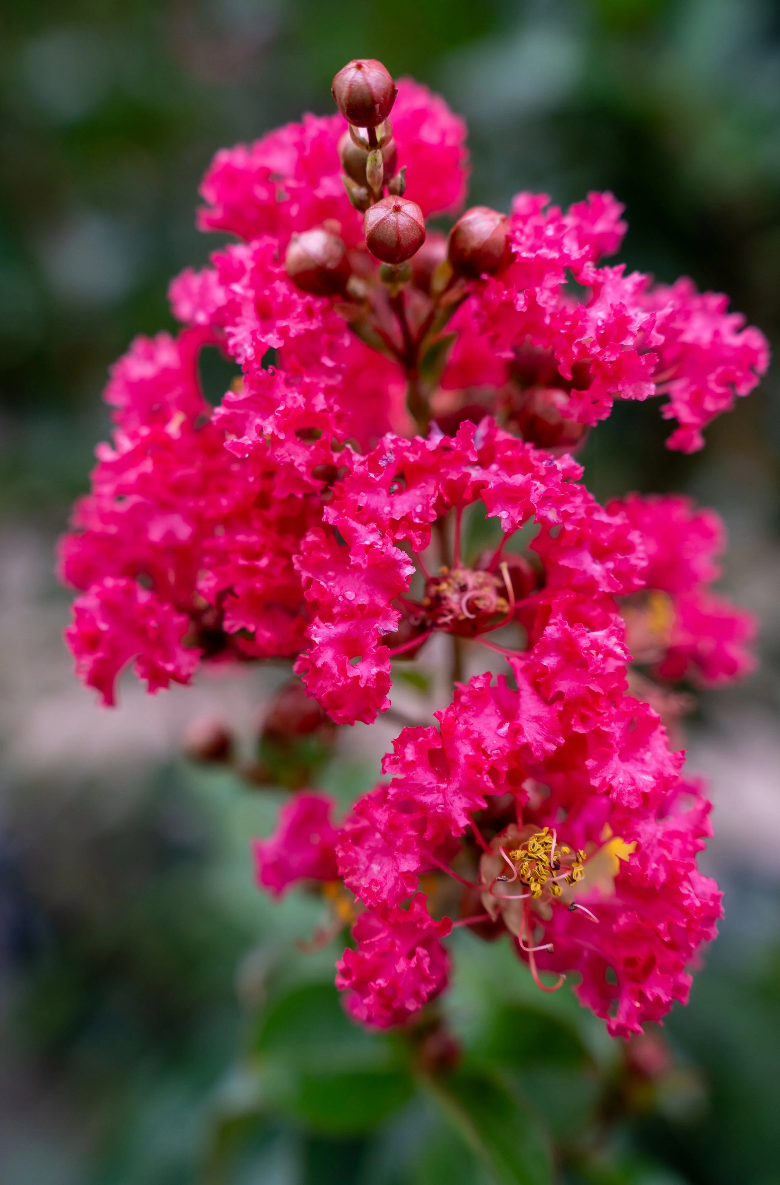Close-up of bright pink crepe myrtle flowers with some unopened buds against a blurred green background.