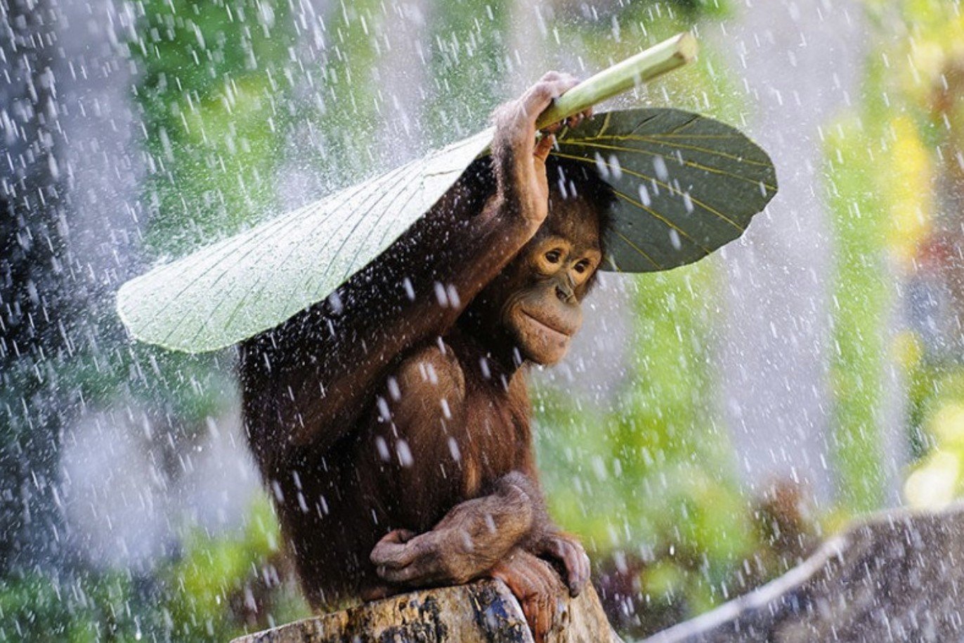 Orangutan photography by Andrew Suryono