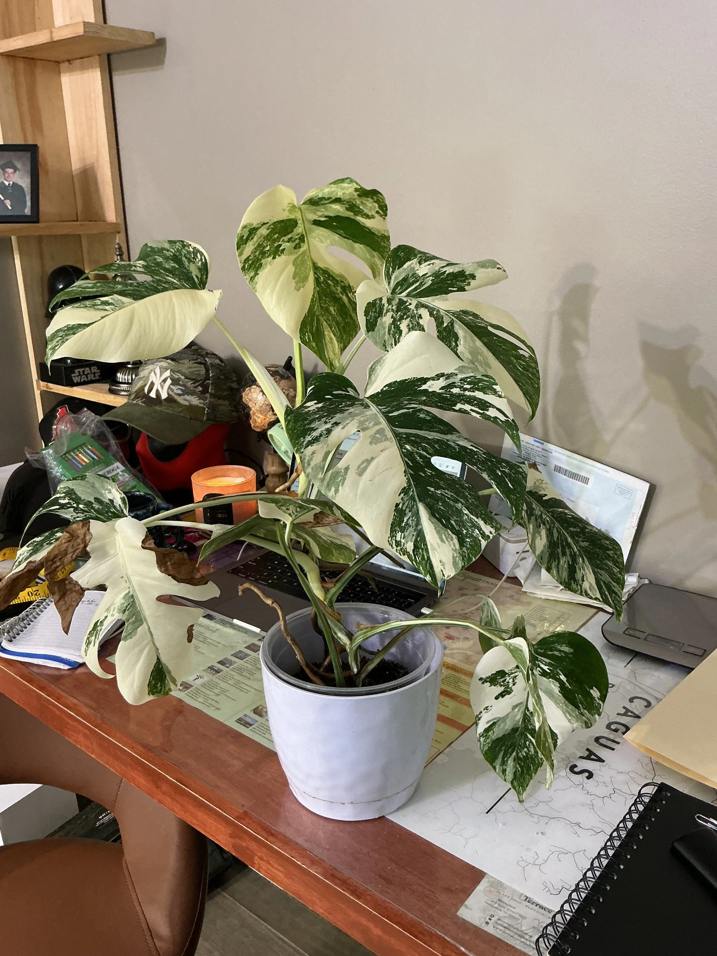monstera albo (6638)
