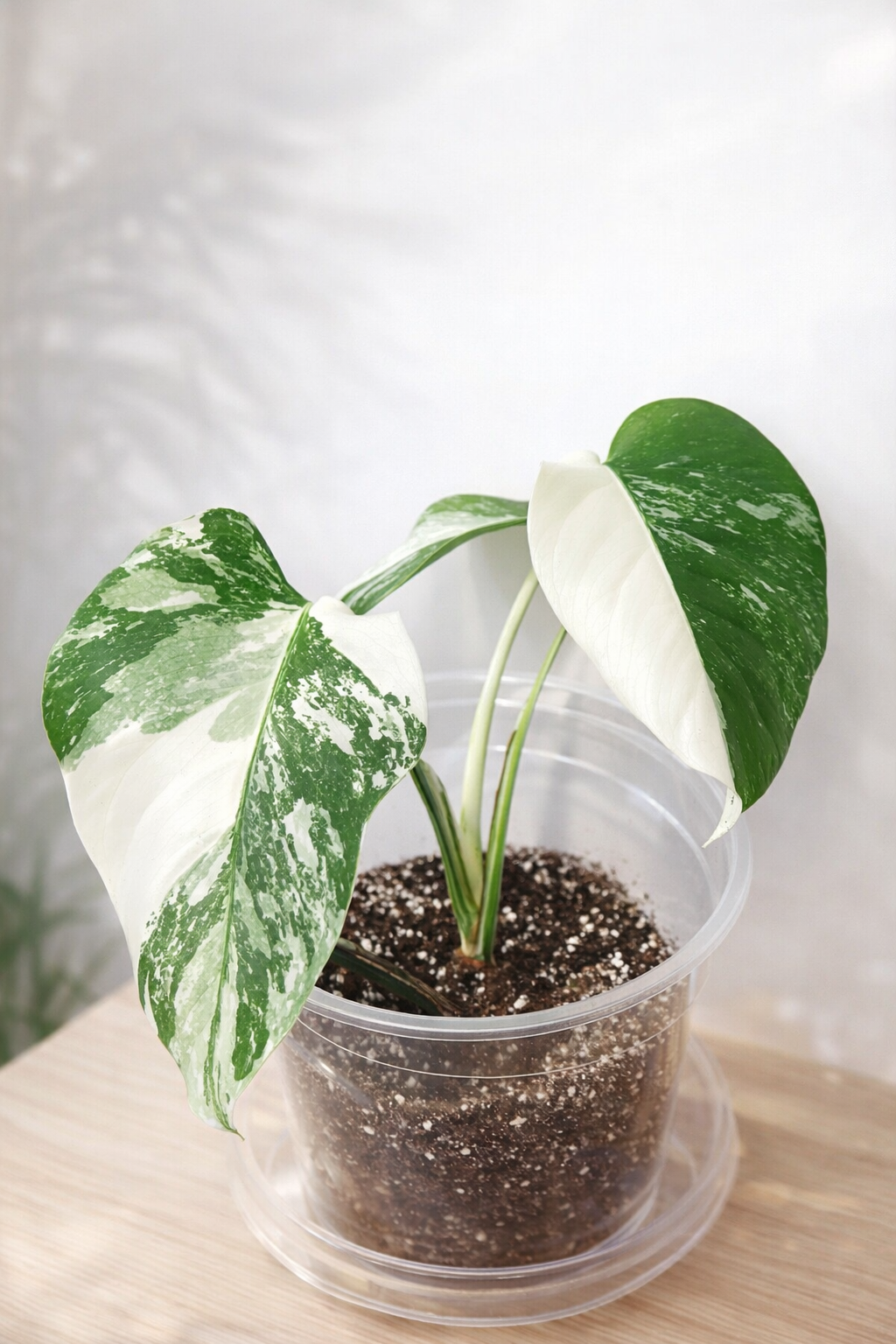 monstera albo (0670)