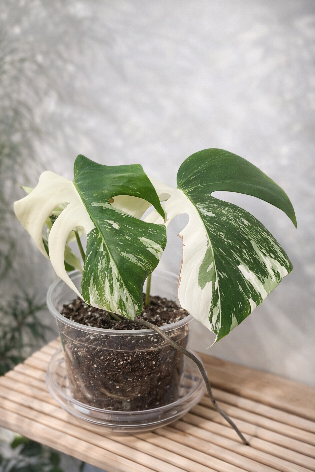 monstera albo (8234)