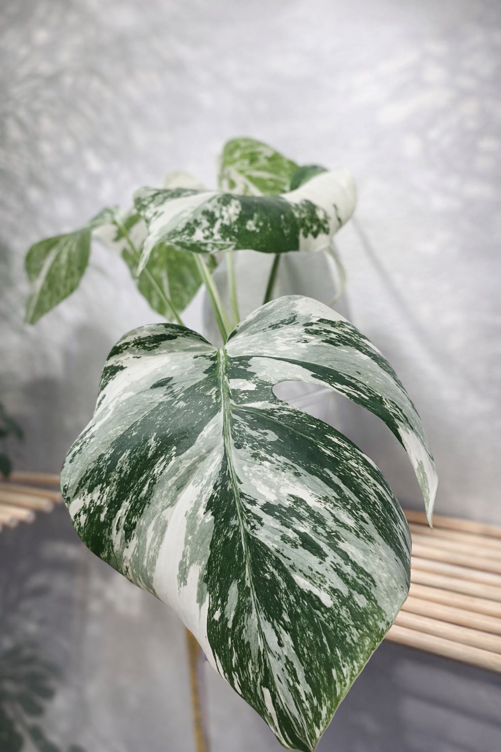 monstera albo (8947)
