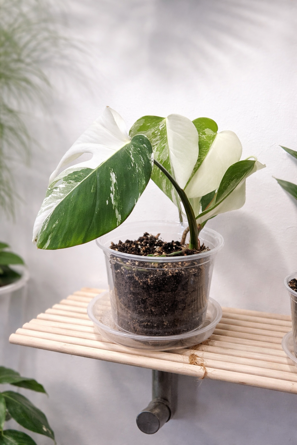 monstera albo (1422)