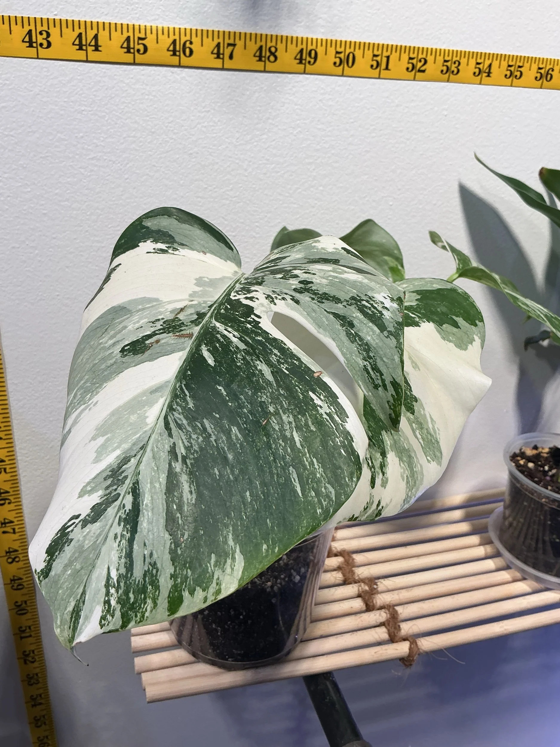 monstera albo (8174)