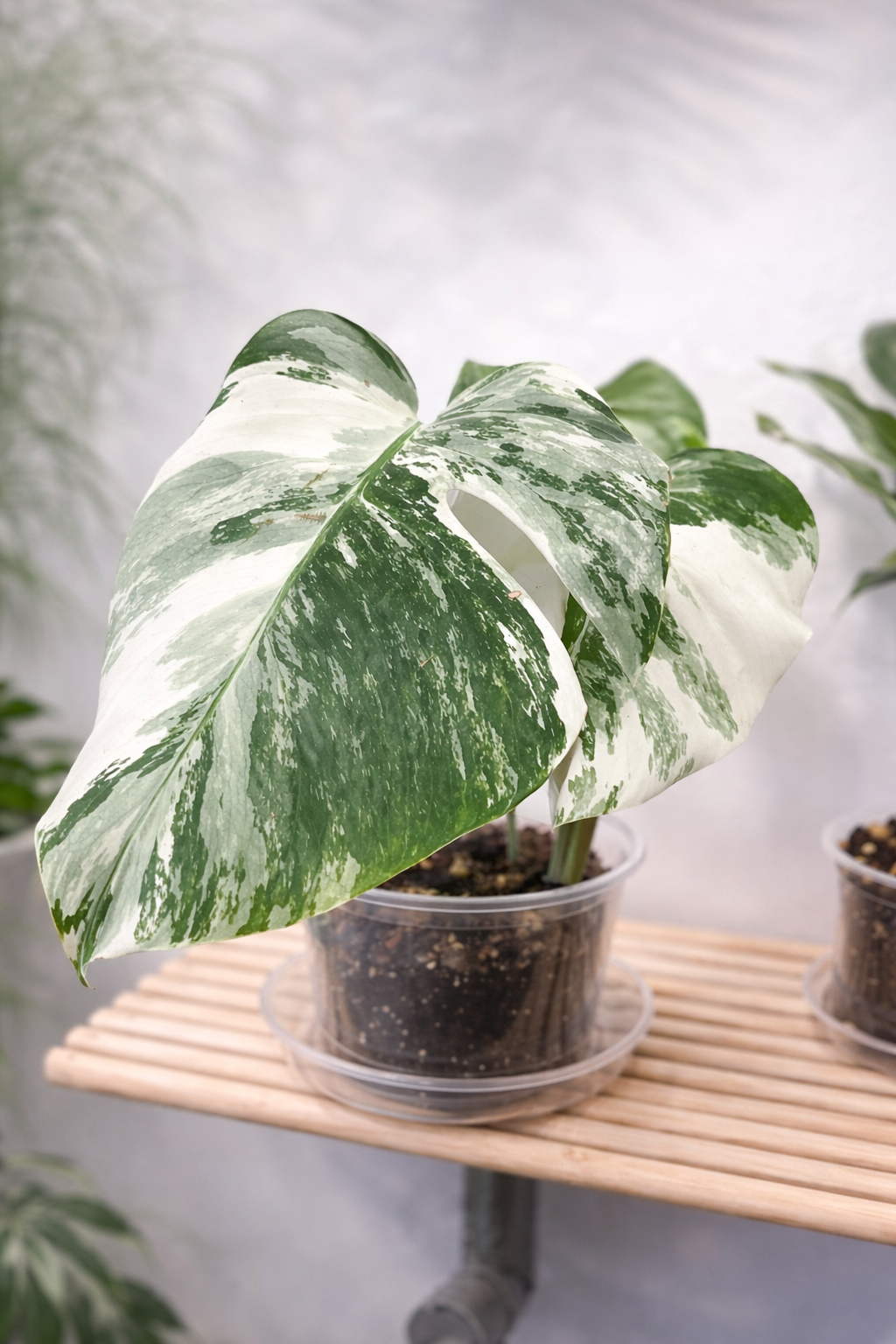 monstera albo (6638)