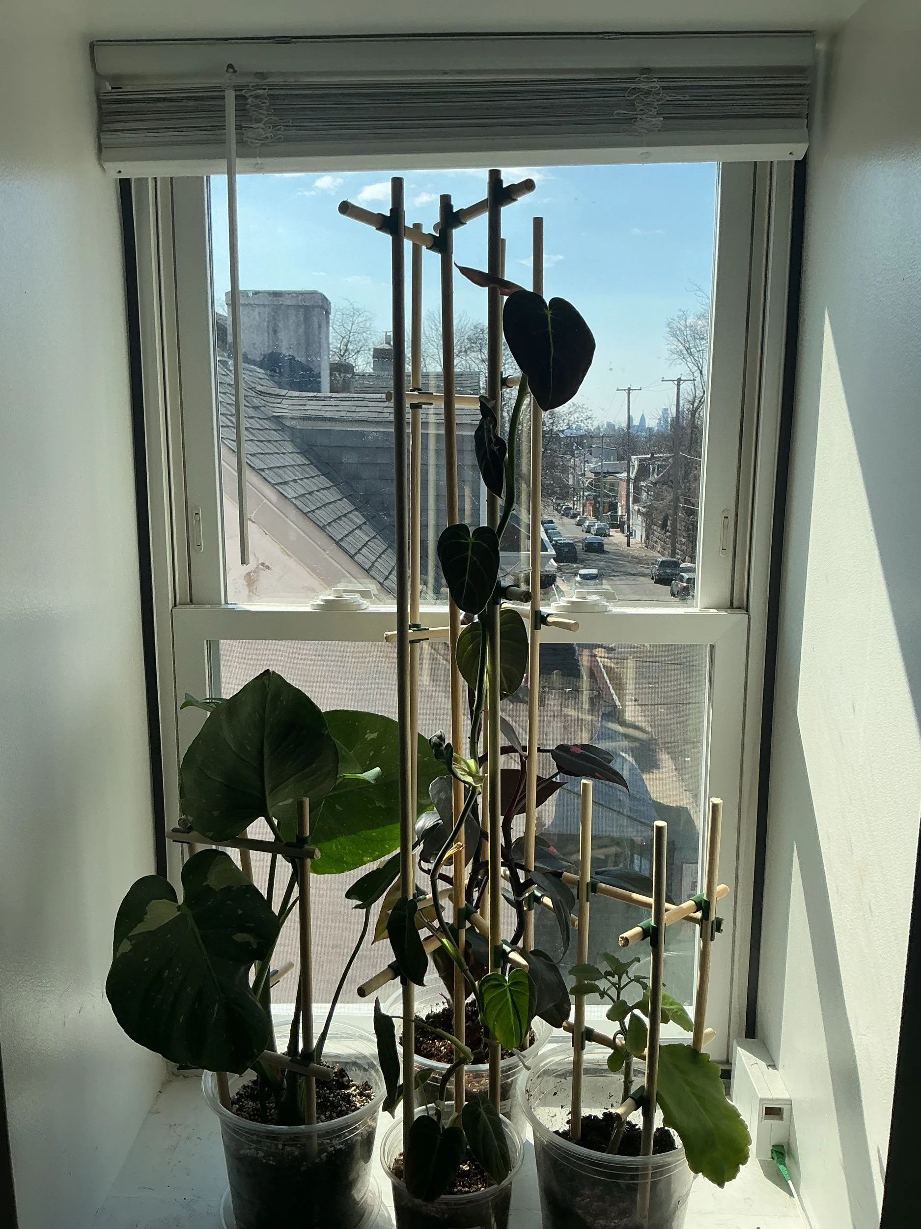 plant half scaffolds 3pk - 36in. - interior - naturale