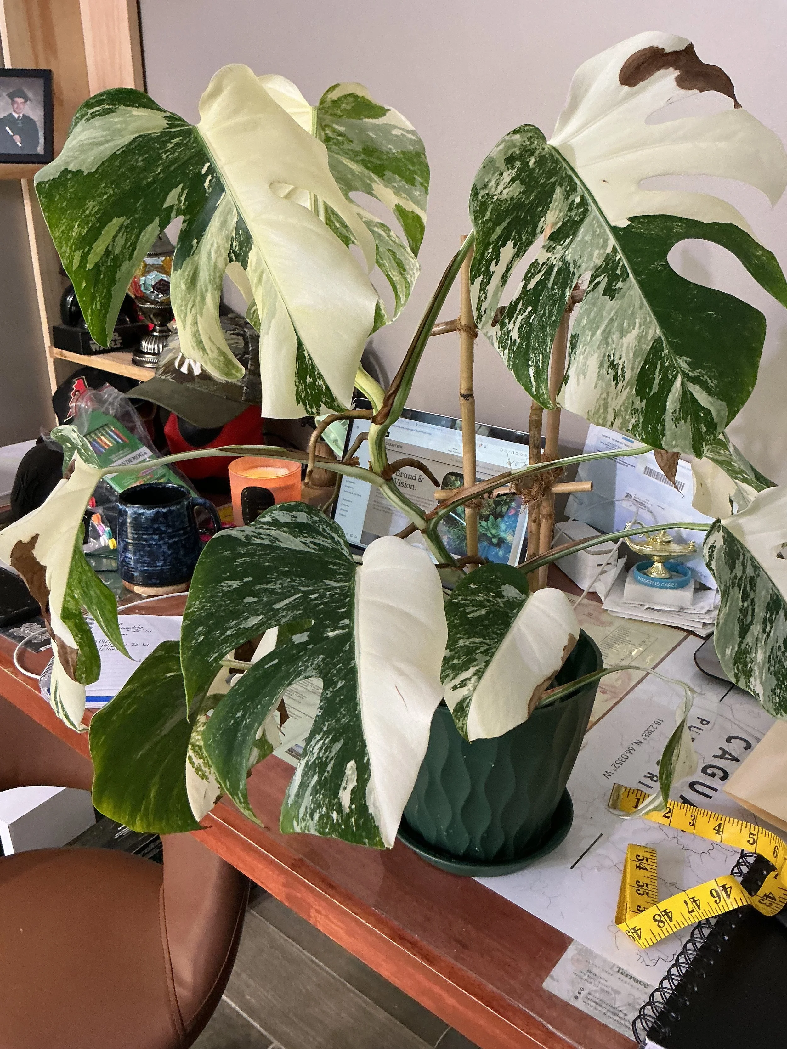 monstera albo (1422)