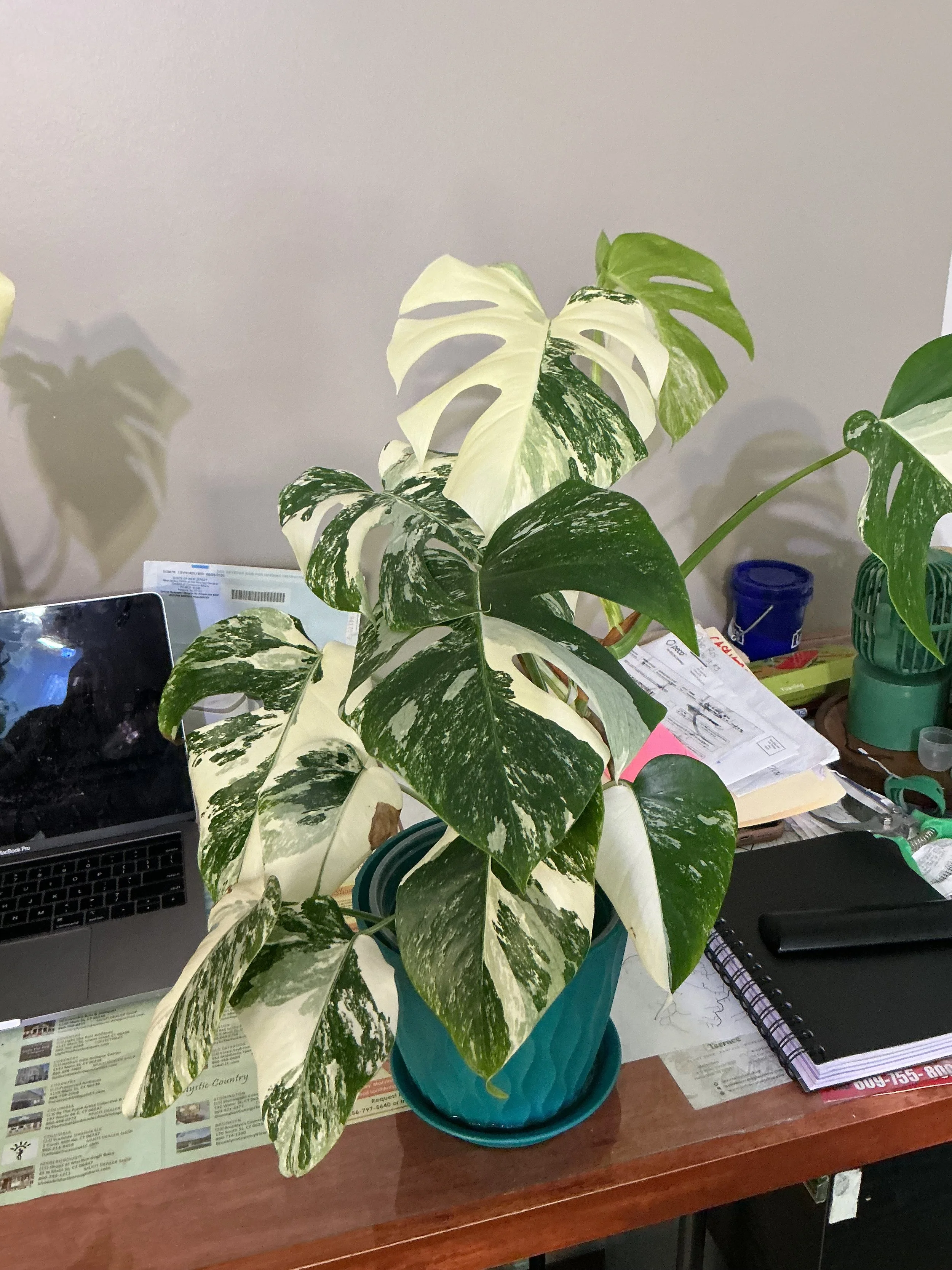 monstera albo (0670)