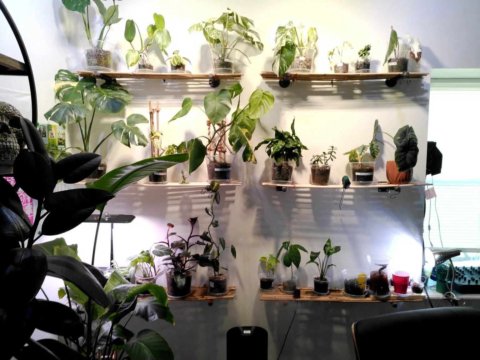 Indoor wall with three wooden shelves holding potted plants of various sizes and types, some on a bamboo trellis, with a couple of large green plants in the foreground and bright light coming through a window on the right.