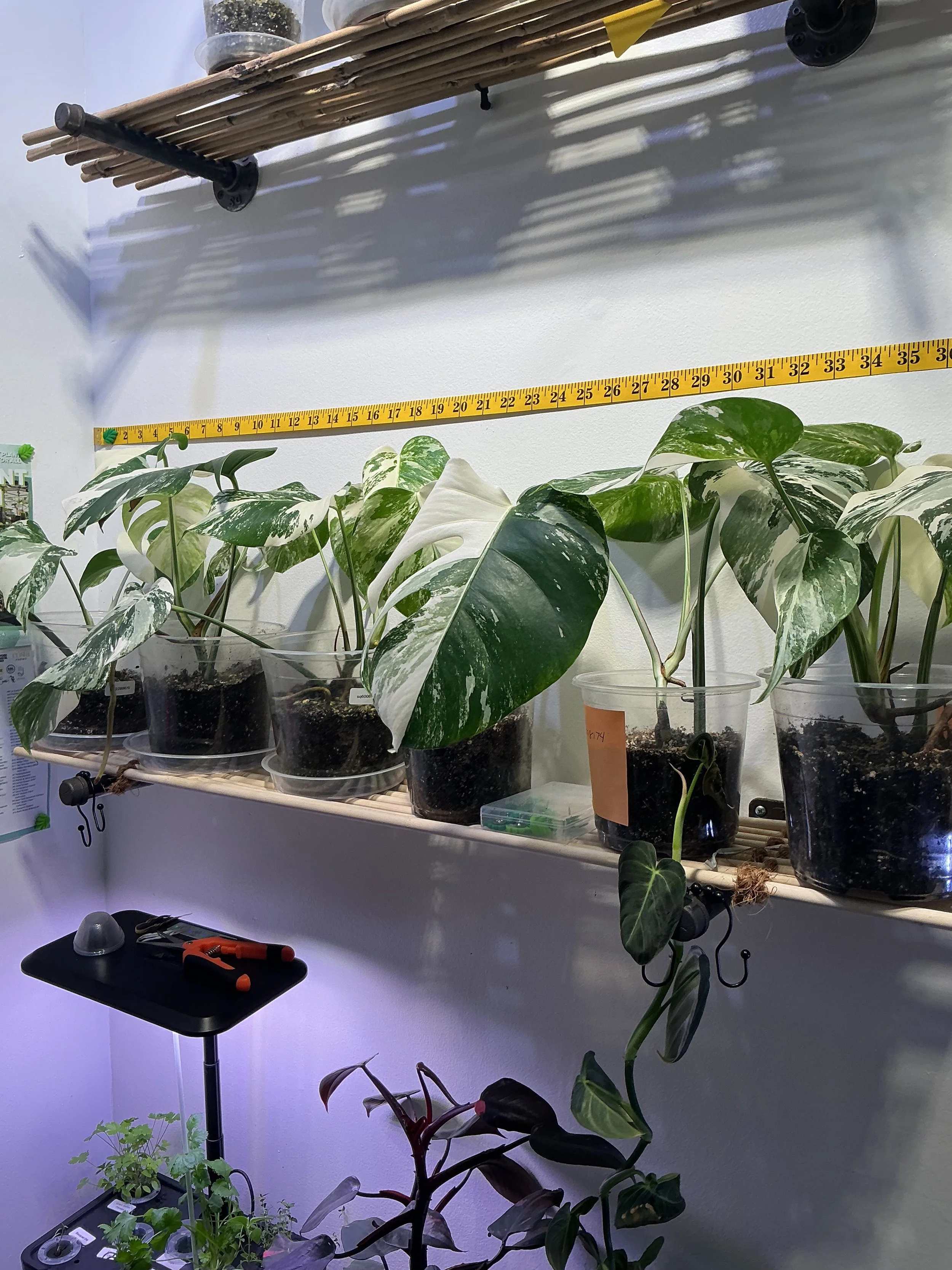 planed bamboo shelving 3pk - 6in. x 36in.