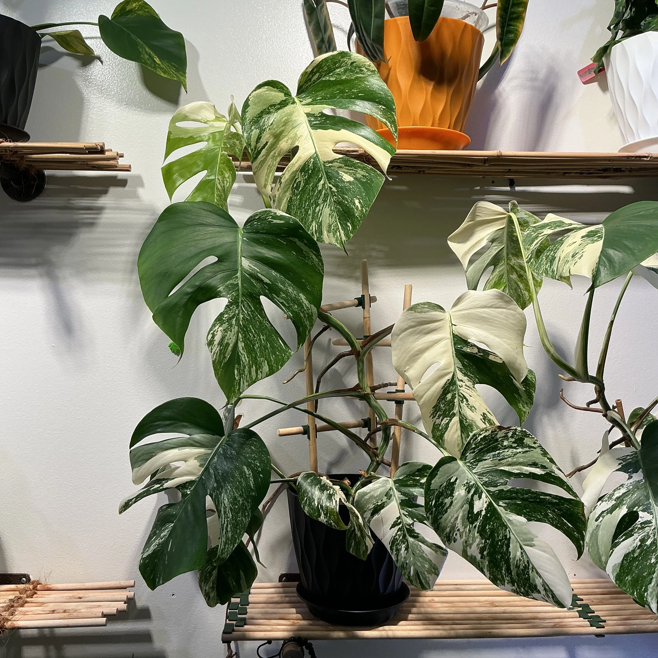 monstera albo (8234)