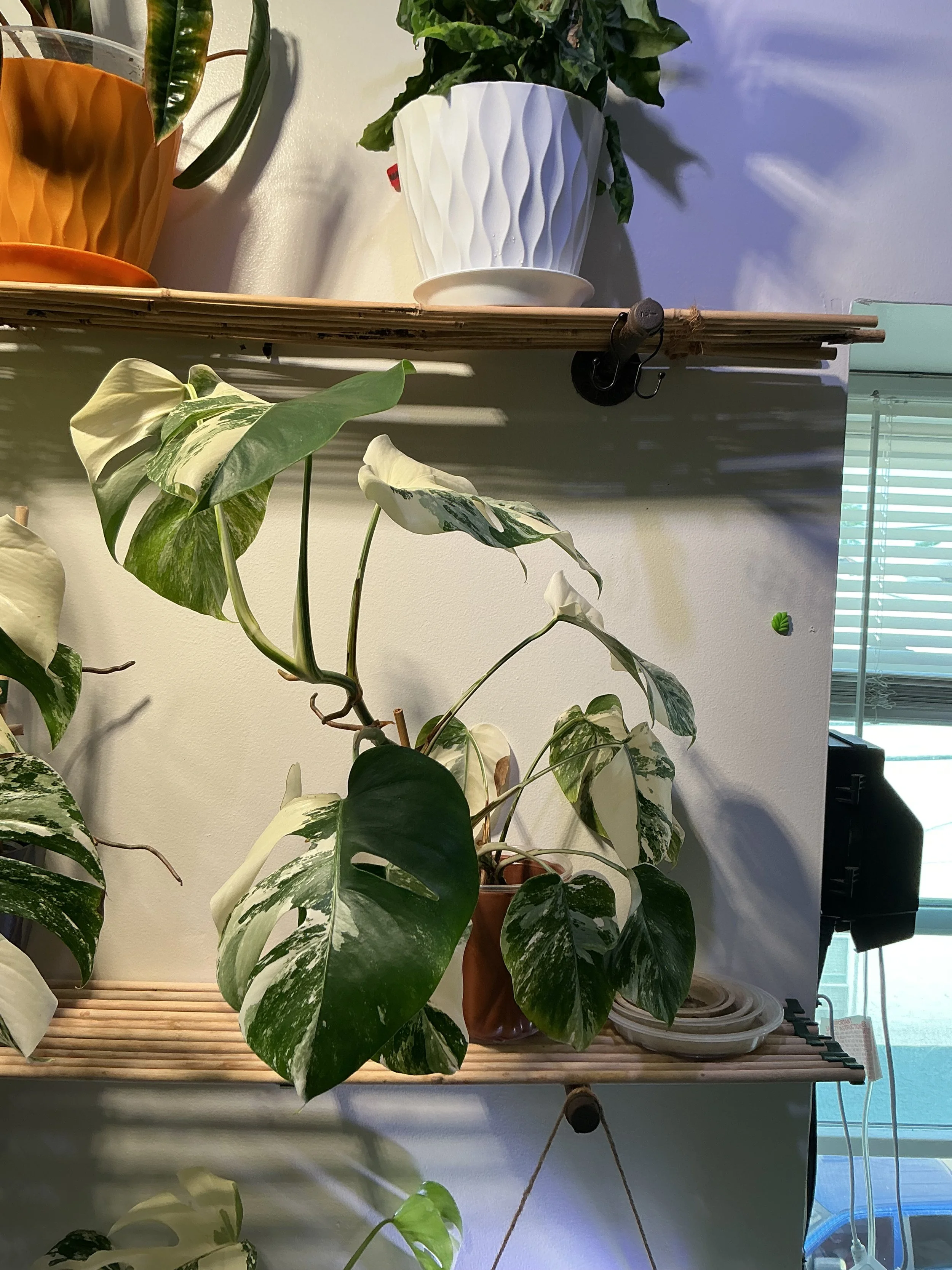 monstera albo (8733)