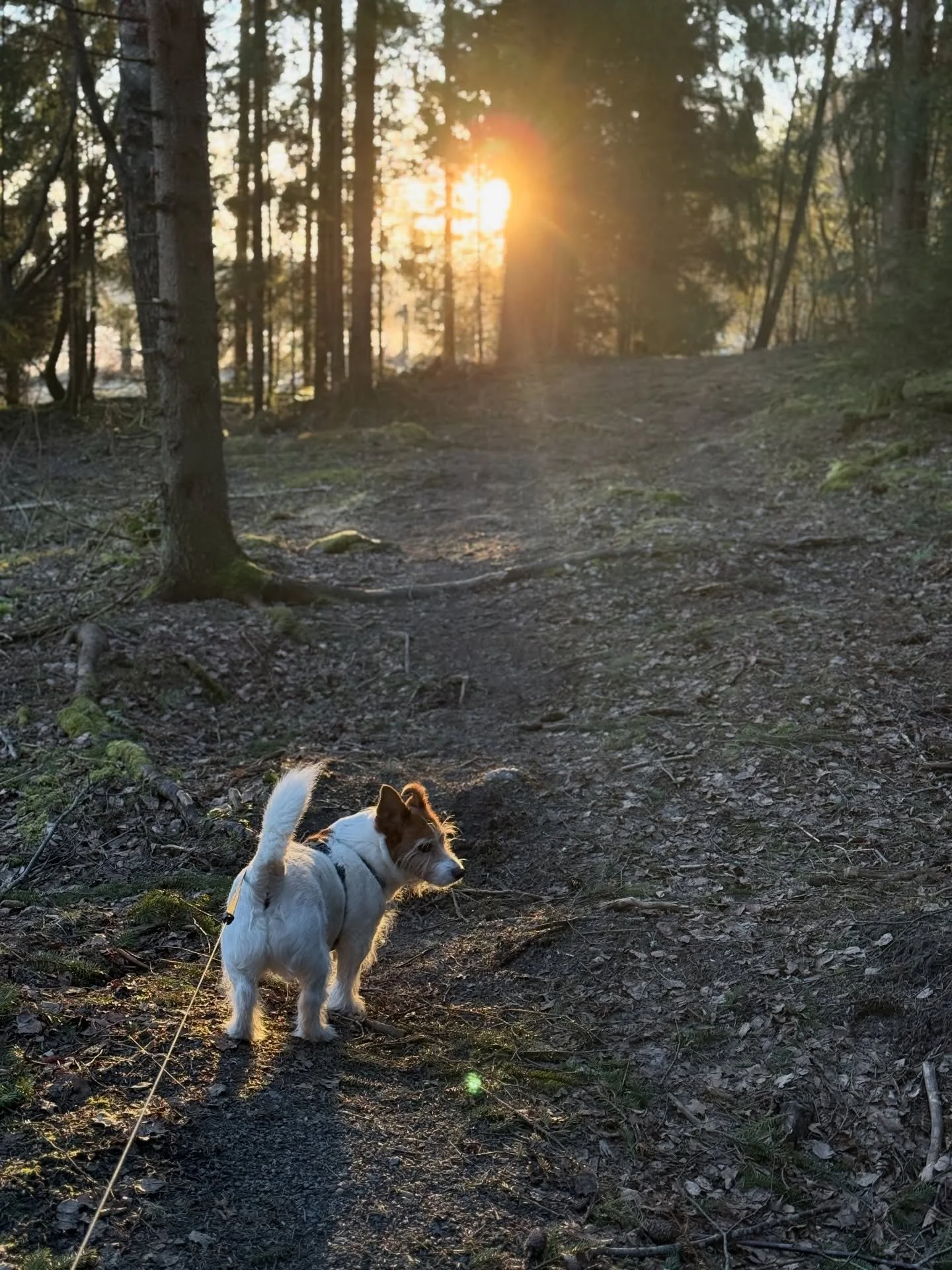Alkuvuosi kuvina. ☀️ 
T&auml;n&auml; vuonna tuntuu tapahtuvan kaikenmoista mielenkiintoista ja uutta.
Vaikka Naistenp&auml;iv&auml;n etkoja ei valitettavasti saatu toteutumaan, on alkukev&auml;&auml;ss&auml; paljon kaikkea muuta mukavaa 😊 

Kev&auml