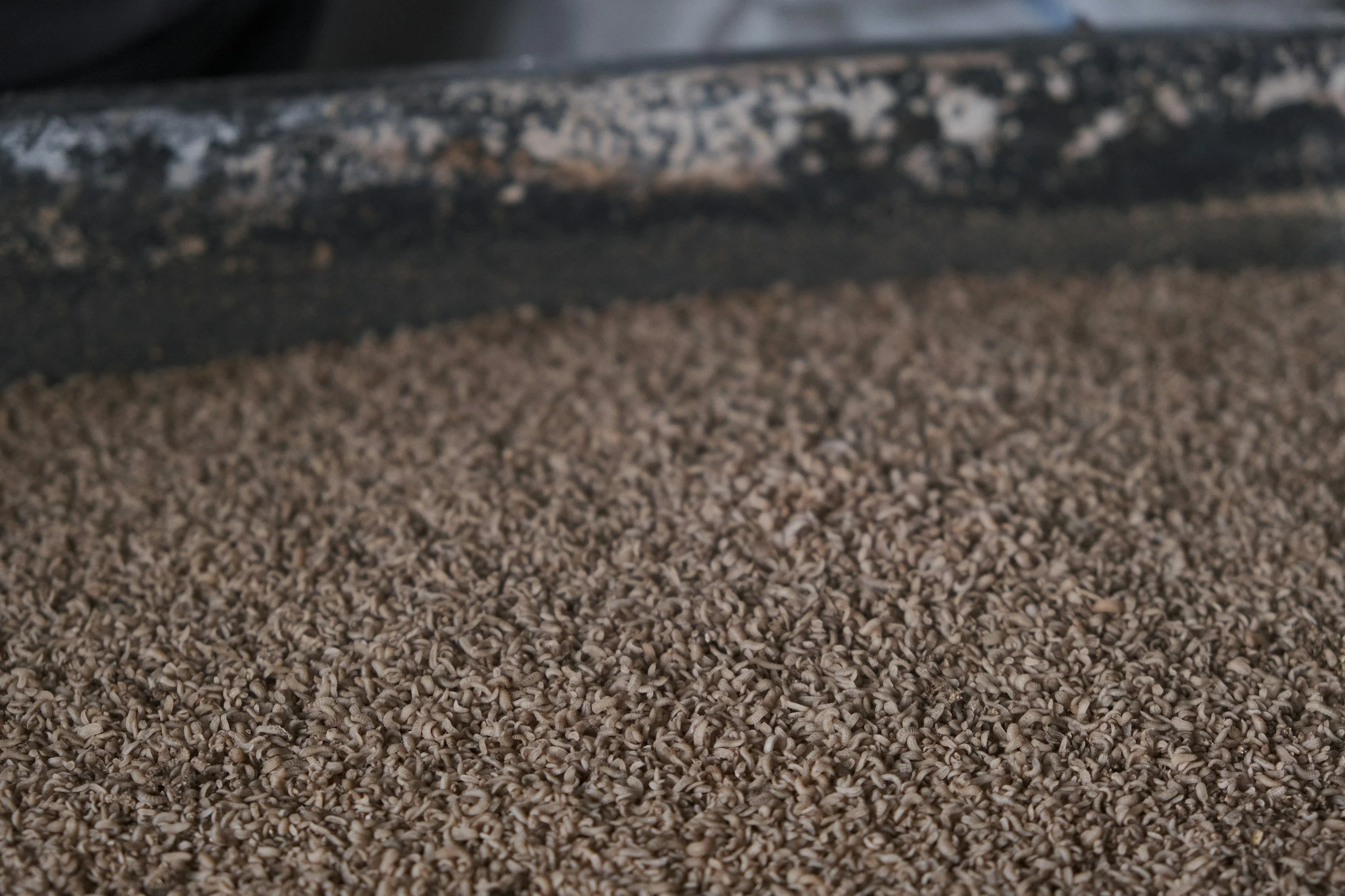 Close-up of toasted sesame seeds being processed or ground, with a textured surface and a dark machine or tool at the top.