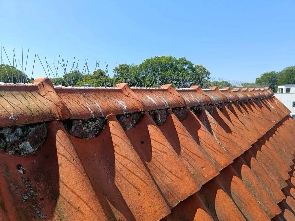 Trött på fågelbajs från fiskmåsar, duvor mm Fågelpiggar är effektiva