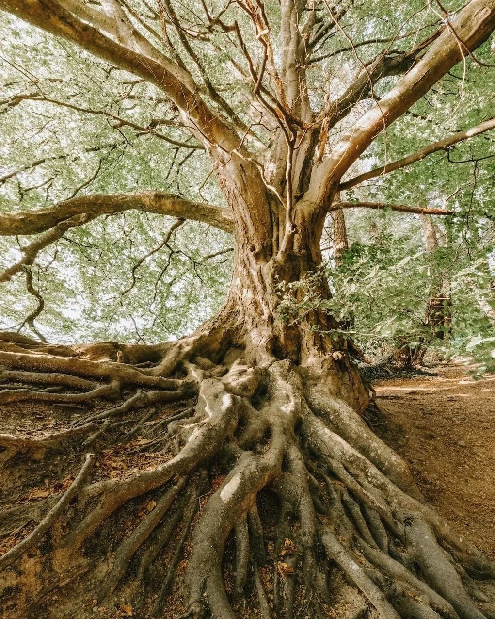 Tree with strong exposed roots in a forest, symbolizing grounding, personal growth, and emotional strength in holistic coaching.