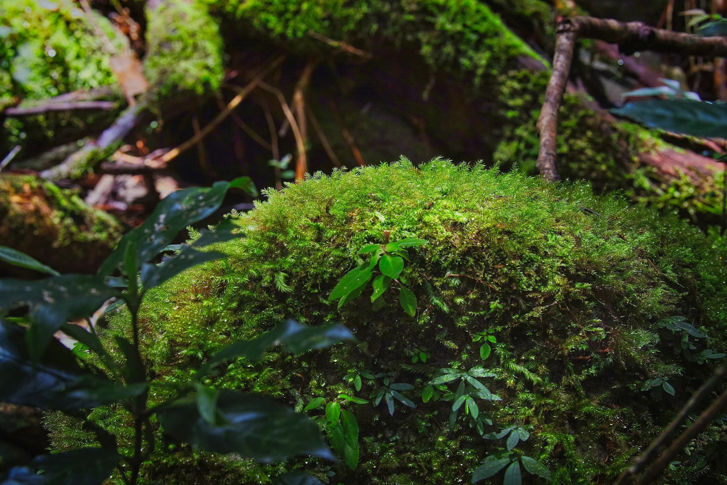 Close-up of moss growing on a fallen log in a dense forest with green foliage and damp wood in the background.