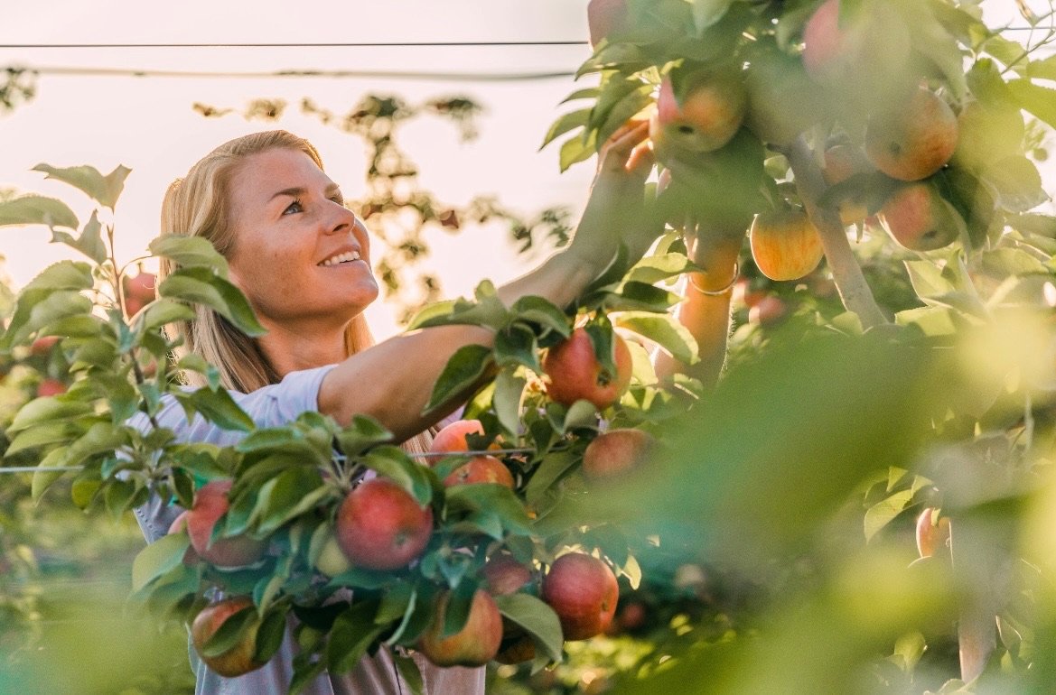 A woman harvesting apples from an orchard during sunset.